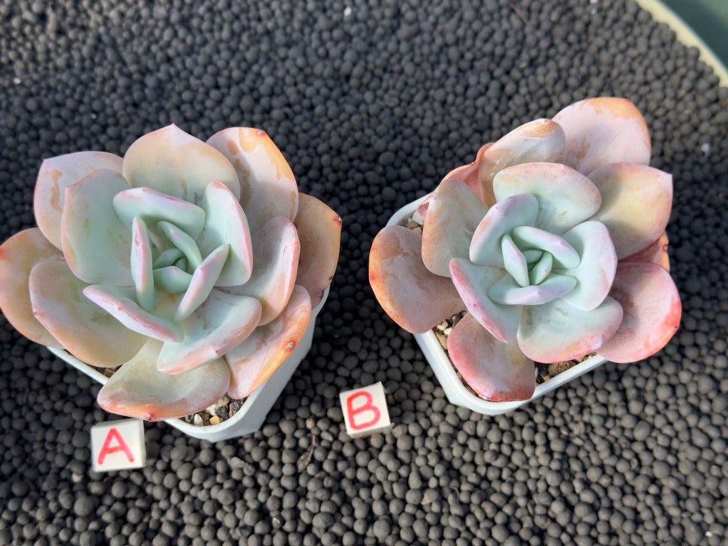 Echeveria Hakuhou Imported Succulent Plant