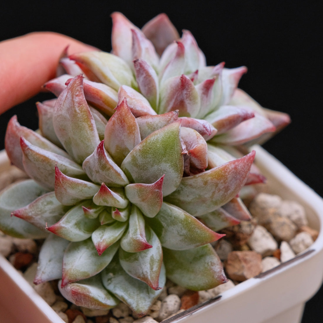 Echeveria colorata hybrid cluster Imported Succulent Plant