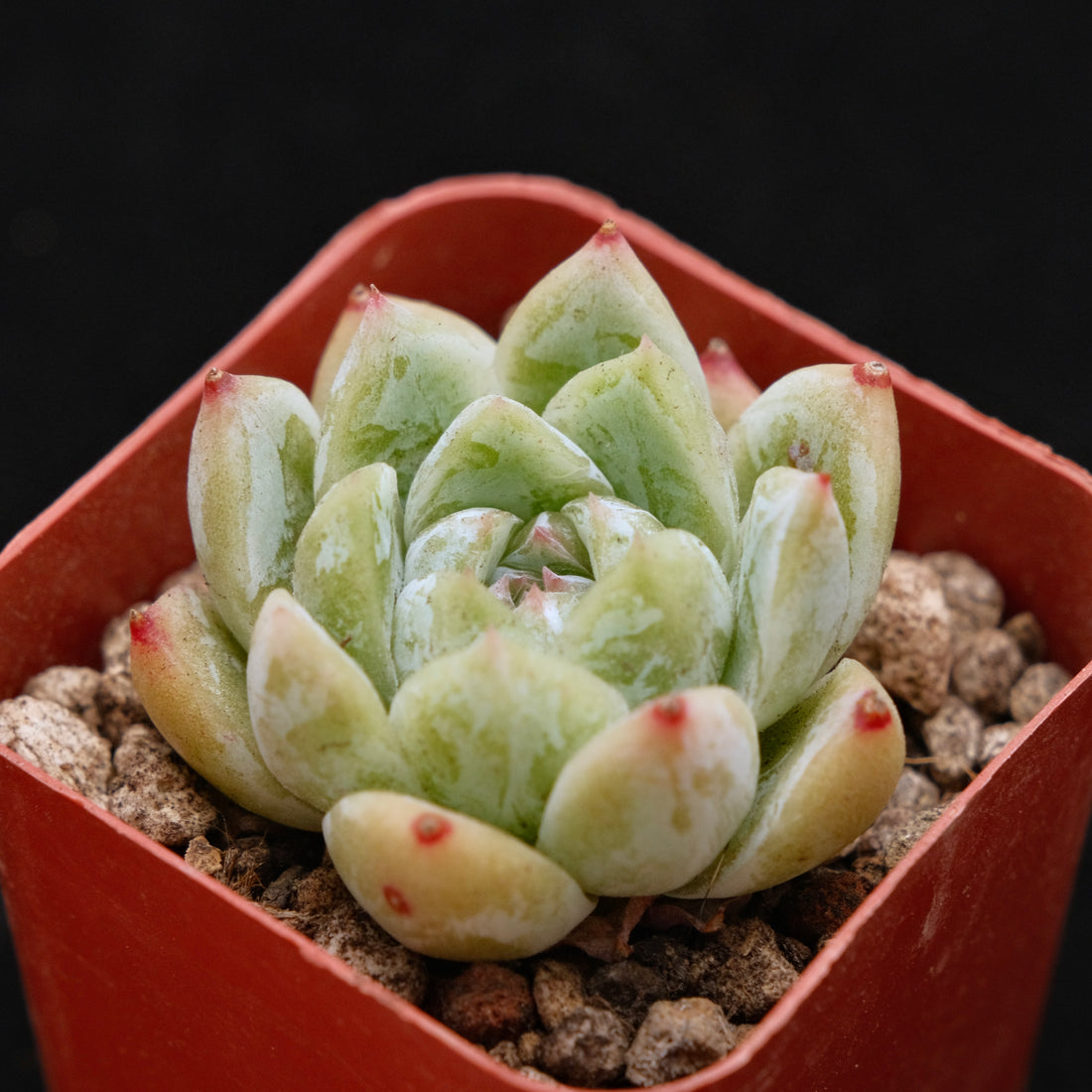 Echeveria Love Poem Korean Succulent Plant Changhee hybrid
