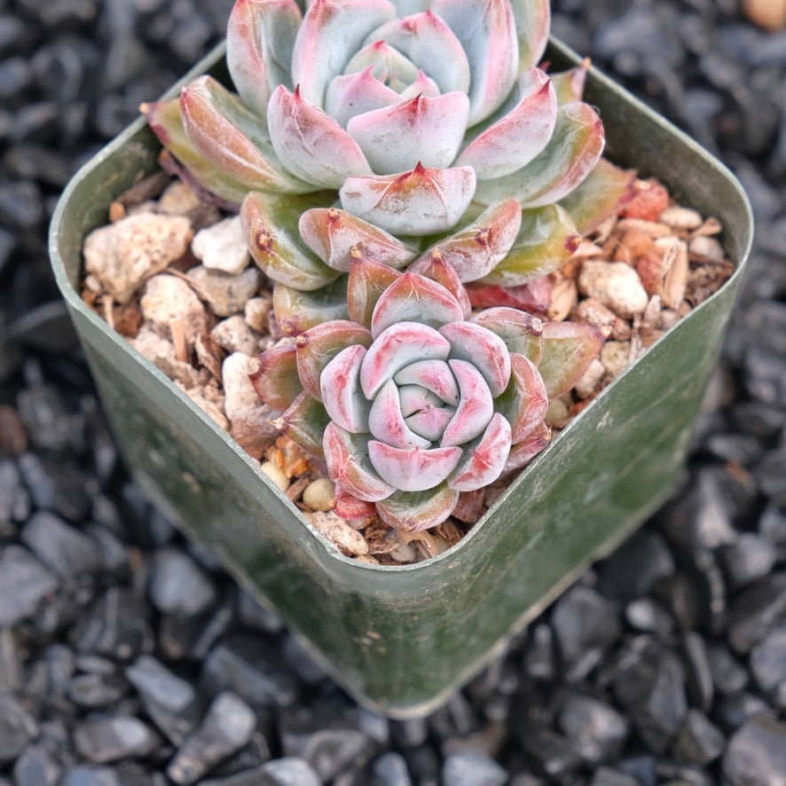 Echeveria Aranjuez A Hwaga hybrid Korean Succulent Plant