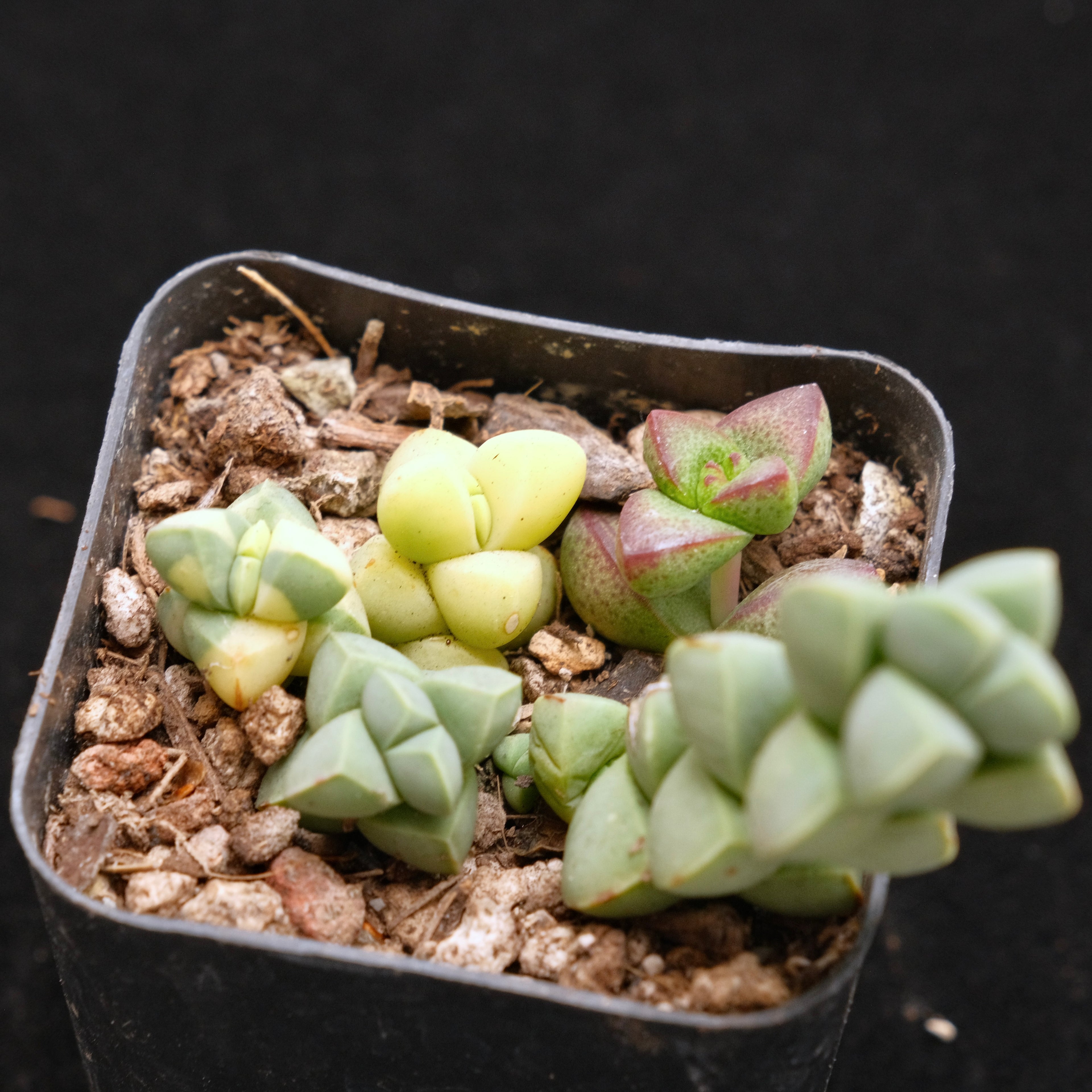 Corpuscularia lehmanii Korean Succulent Plant