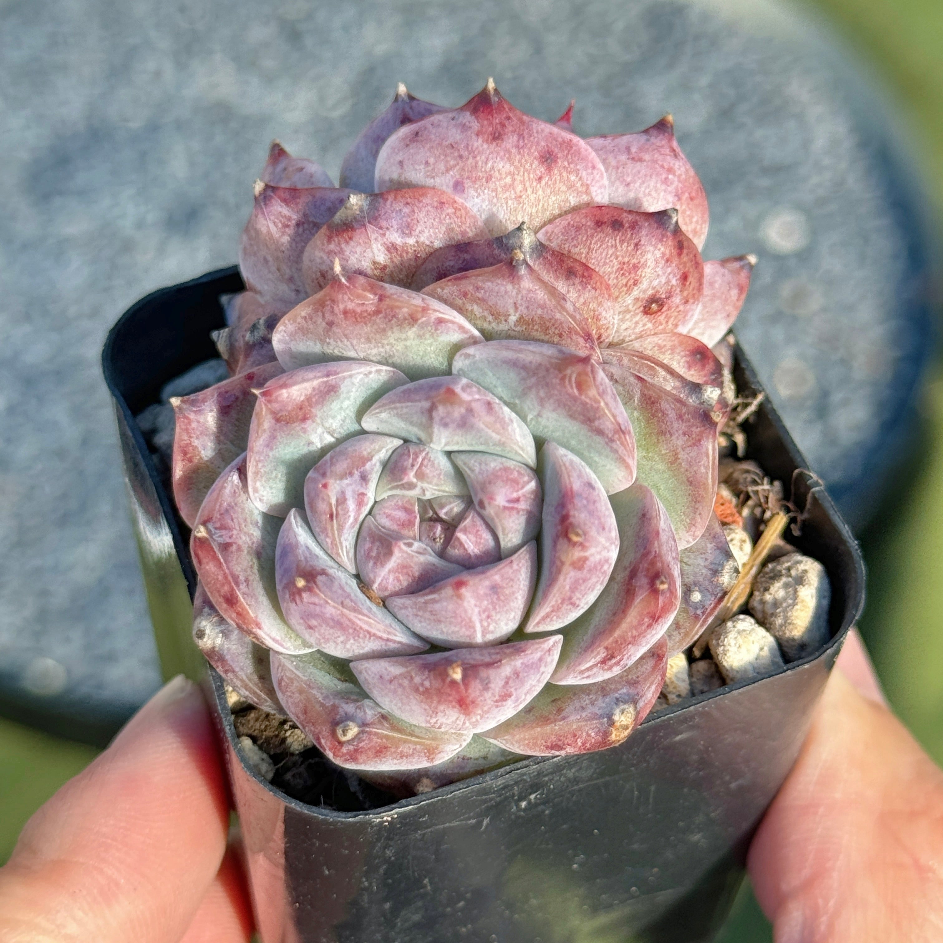 Echeveria Royal Star Korean Succulent Plant