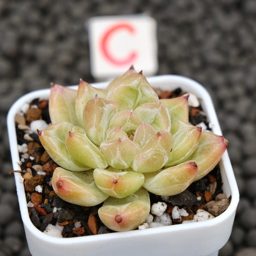 Echeveria Praha Korean Succulent Plant Hwaga Hybrid