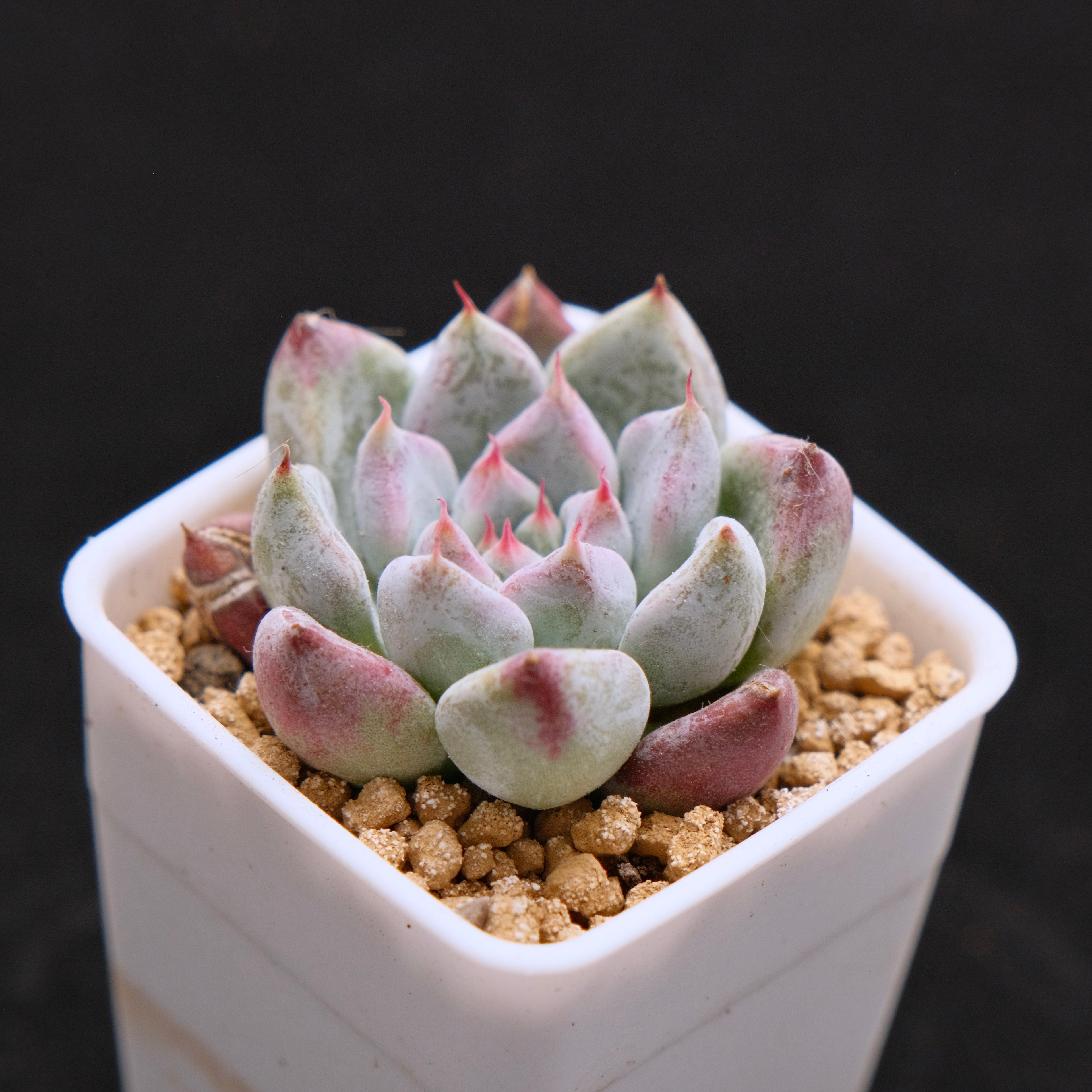 Echeveria Sato Korean Succulent Plant Rare Changhee hybrid