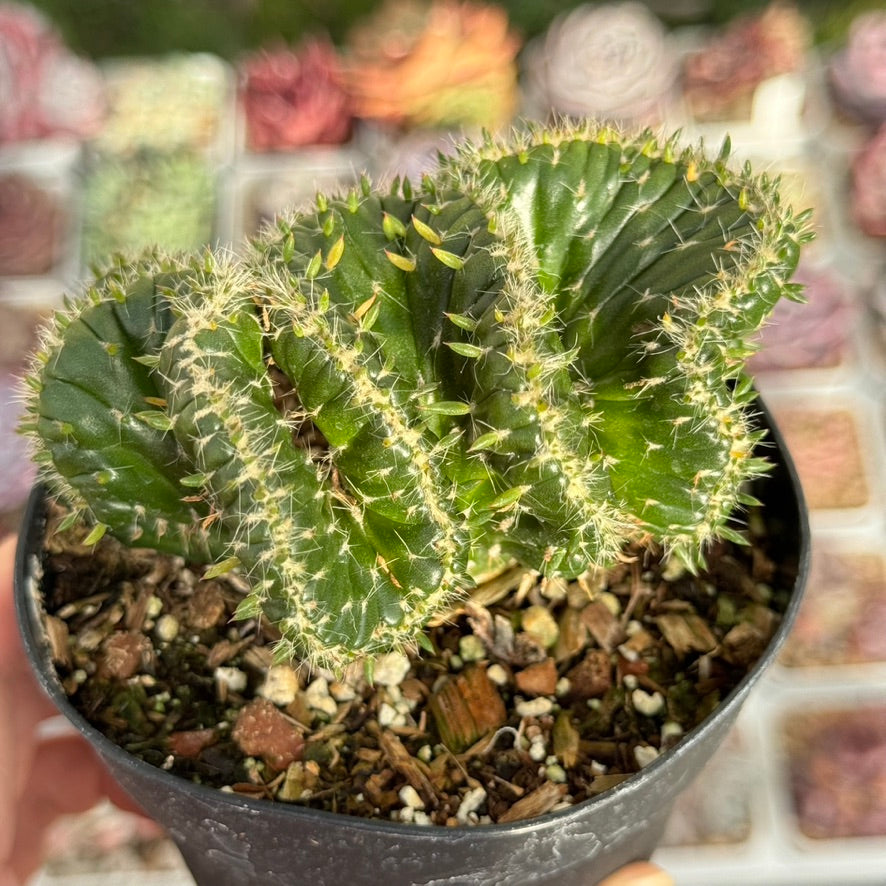 Opuntia subulata cristata Succulent Plant