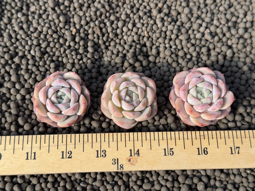 Echeveria Hereise Korean Succulent Plant