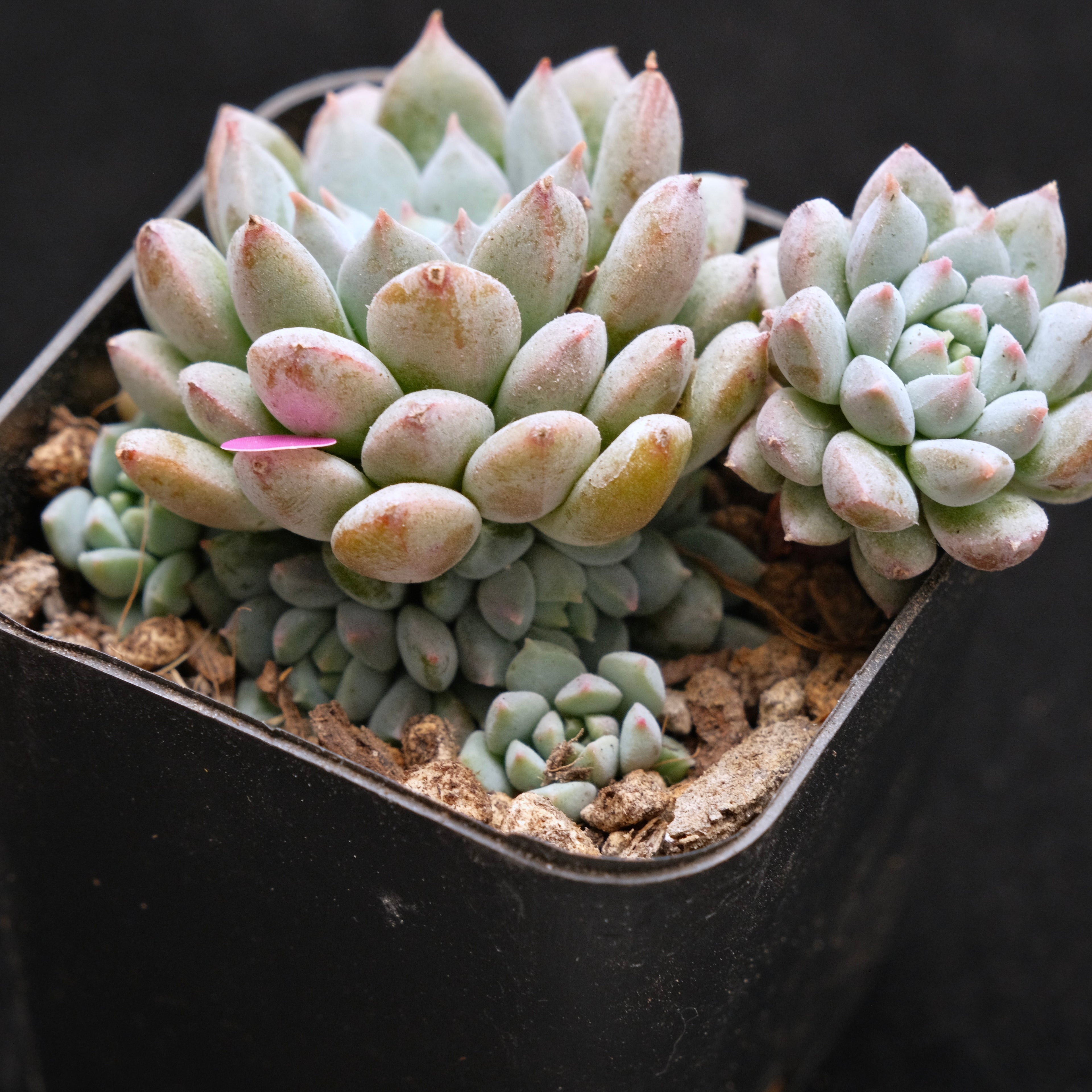 Echeveria Chrissy n Ryan Korean Succulent Plant