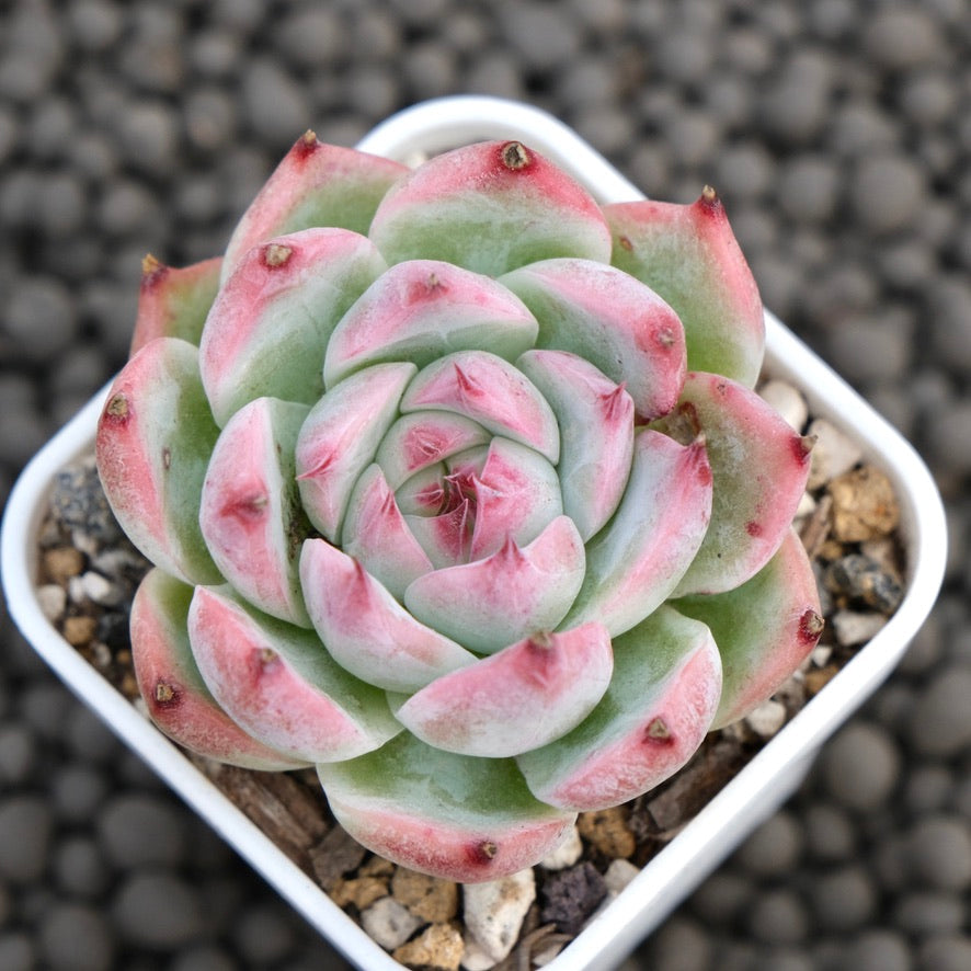 Echeveria White Chihiro Korean Succulent Plant