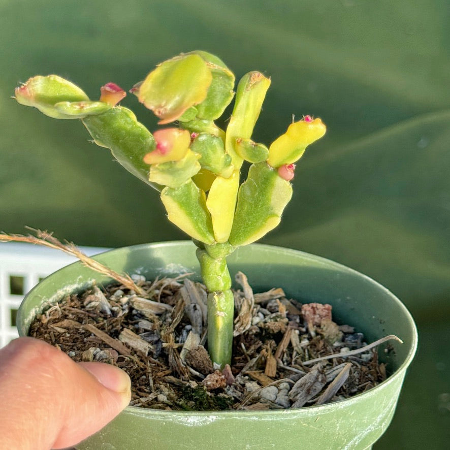 Variegated Christmas Cactus Succulent Plant