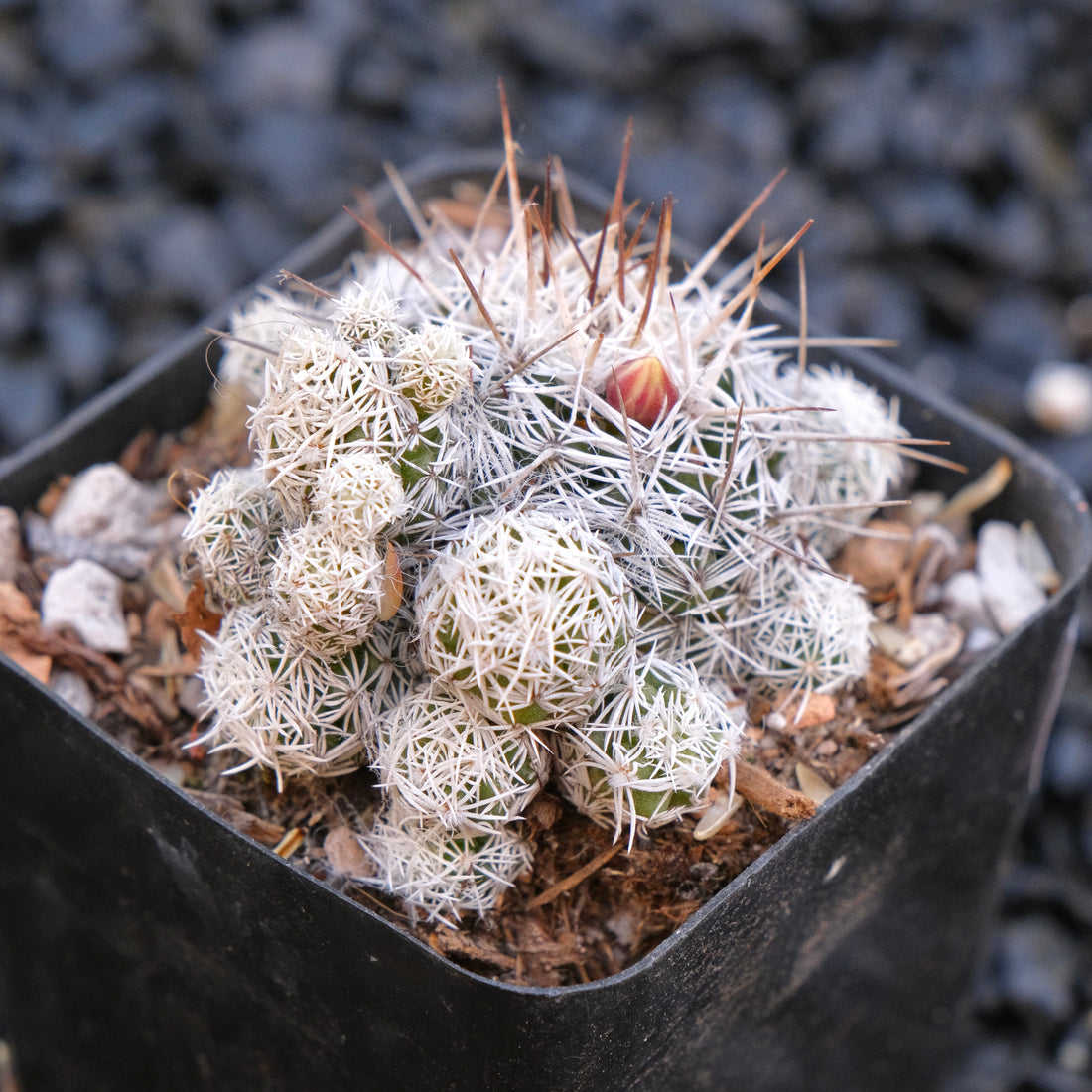 Thimble Cactus Mammillaria gracilis fragilis Locally Grown Succulent Plant