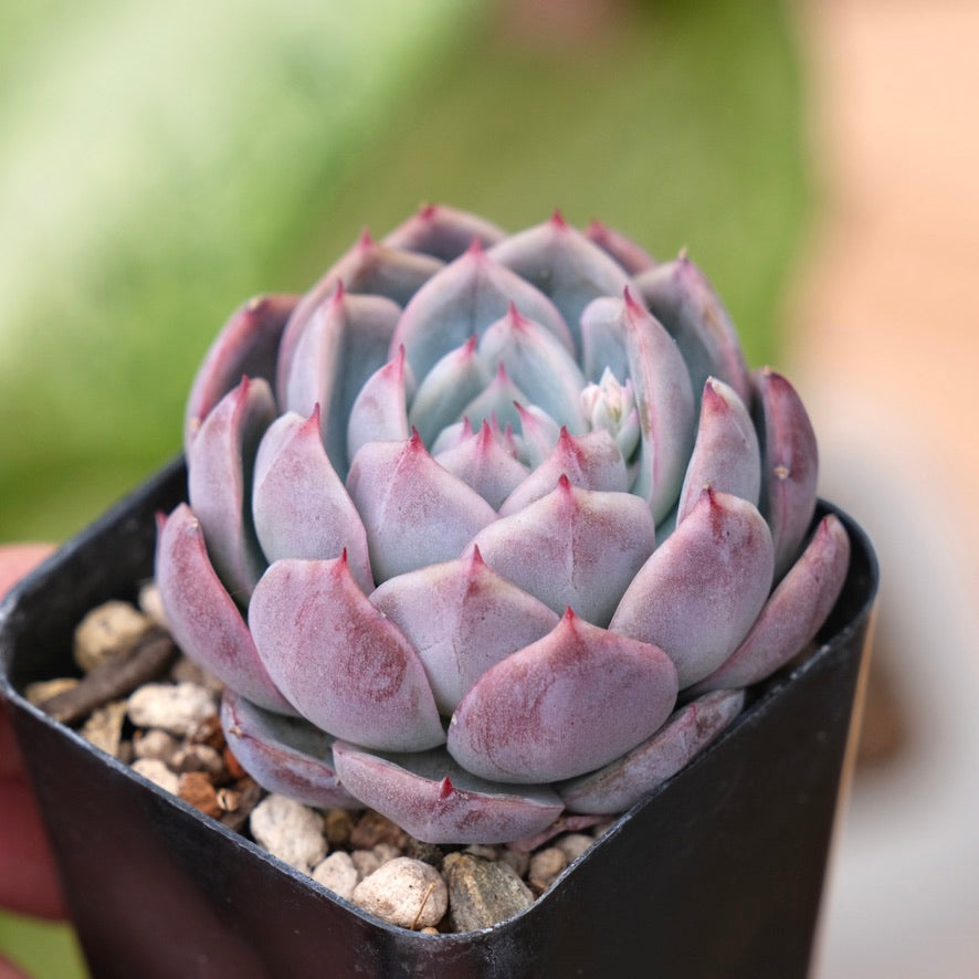 ice succulent Echeveria Purple Ice Korean Succulent Plant – Succielife