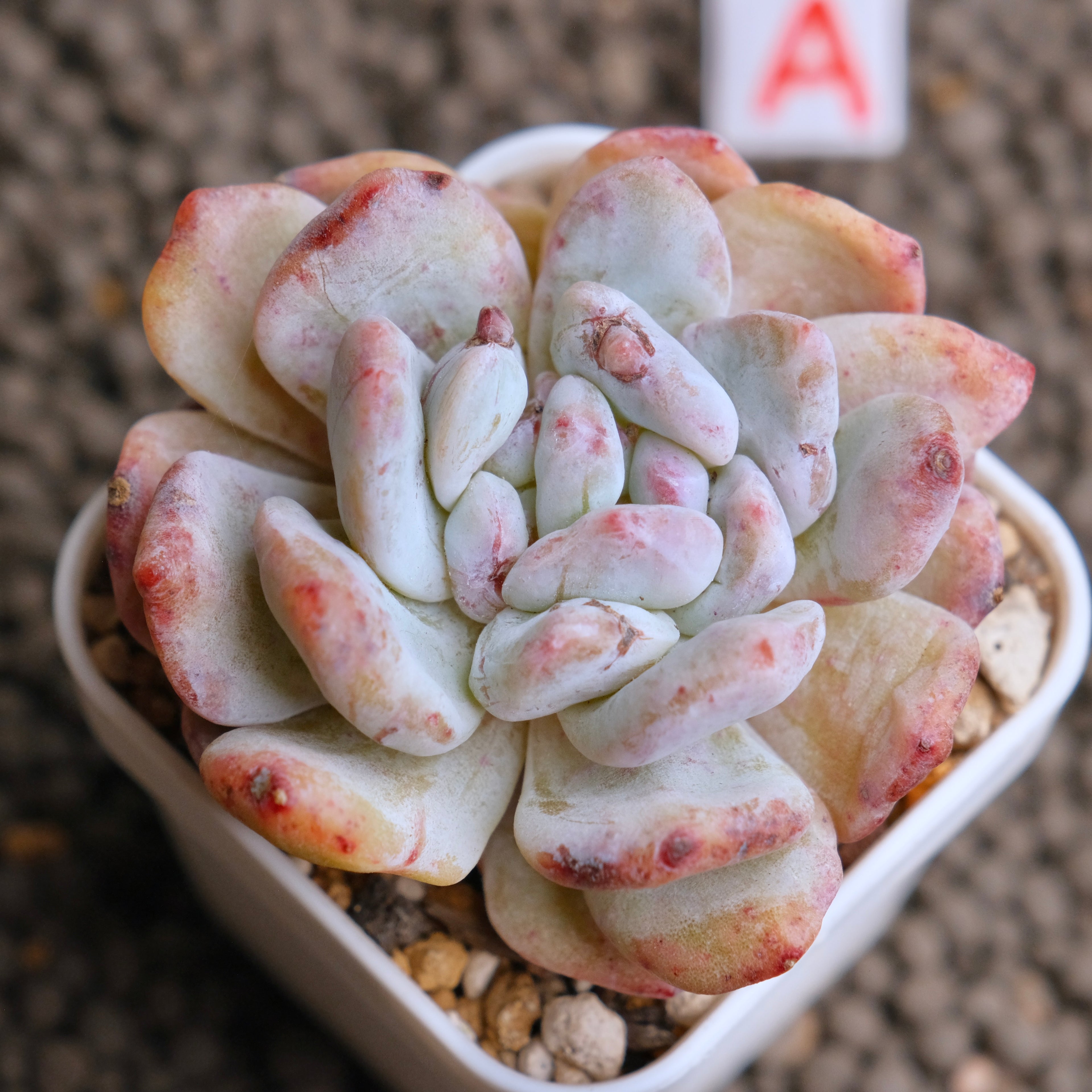 Monstrose Echeveria Monroe Imported Succulent Plant - A