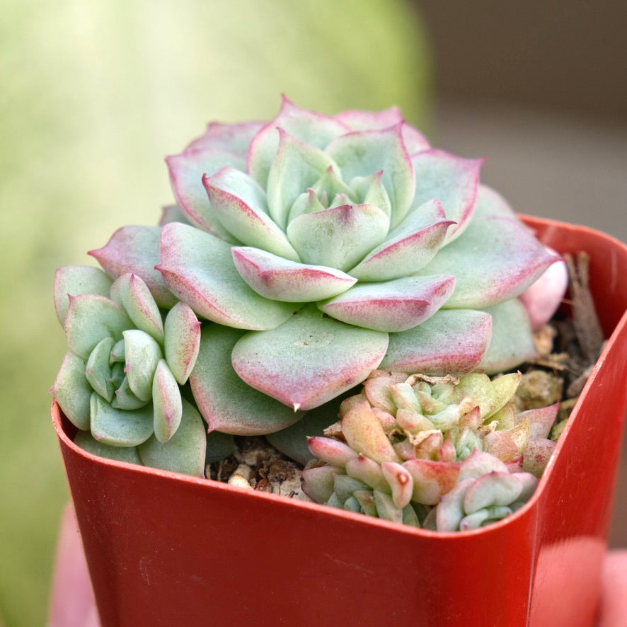 queen of succulents Echeveria Queen Rose Korean Succulent Plant Air Magic hybrid – Succielife
