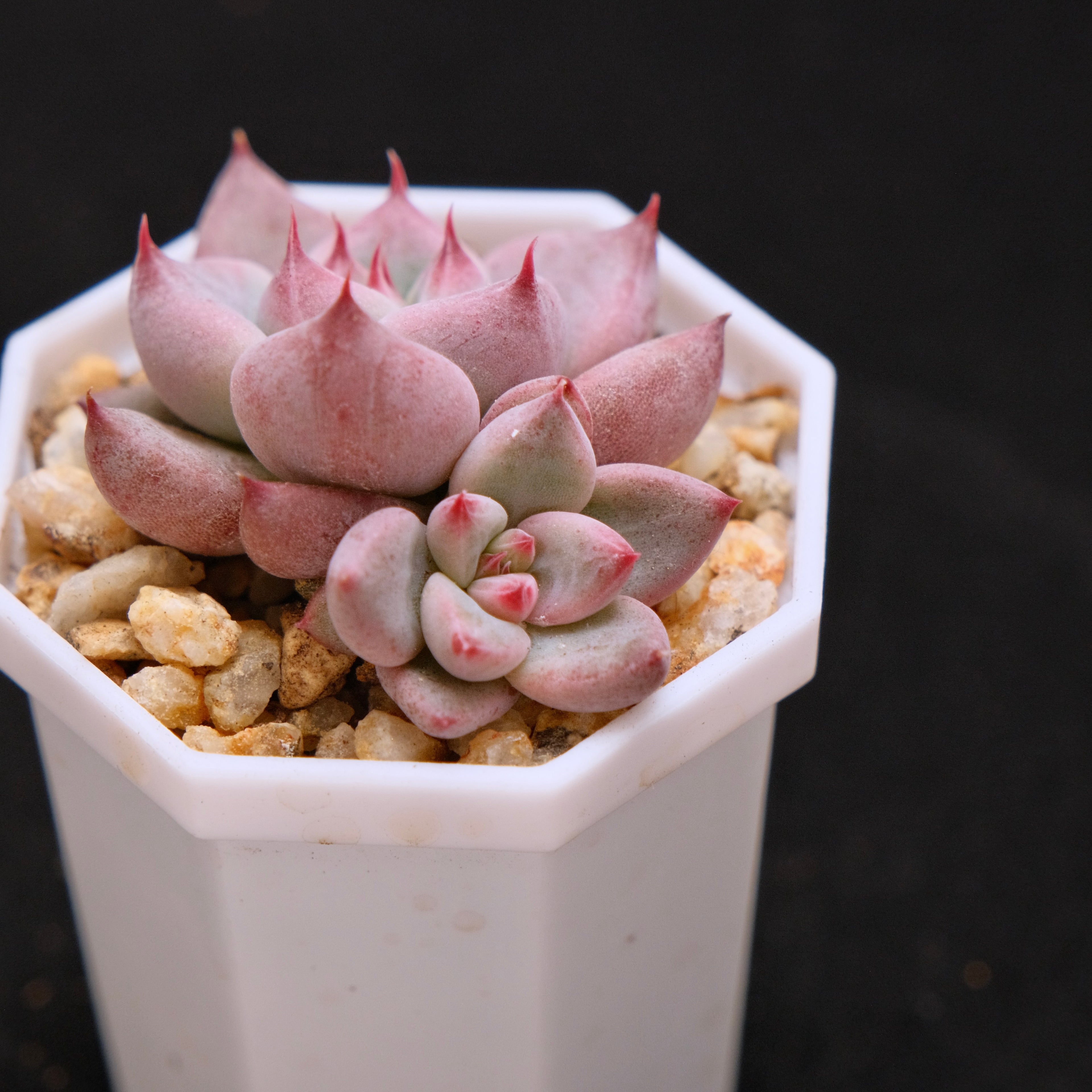 Echeveria Peña babies Korean Succulent Plant
