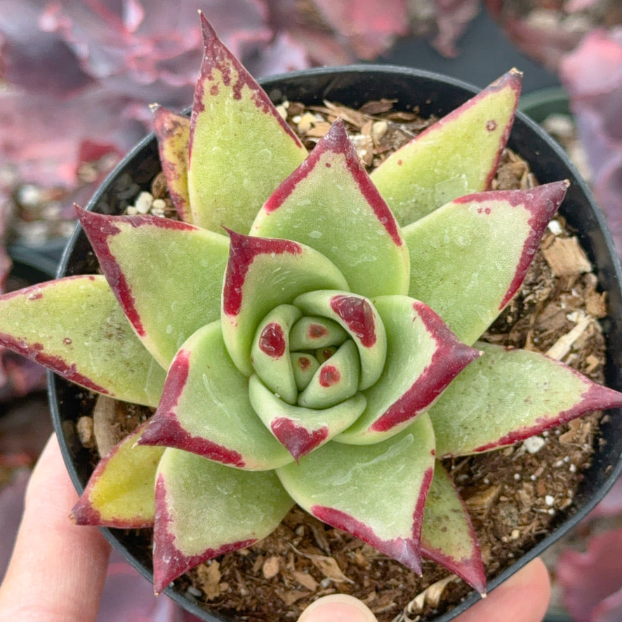 Echeveria agavoides Ebony Succulent Plant