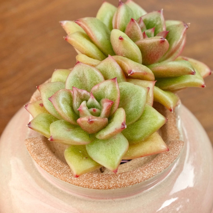 Echeveria Wrinkle Maria double Korean Succulent Plant