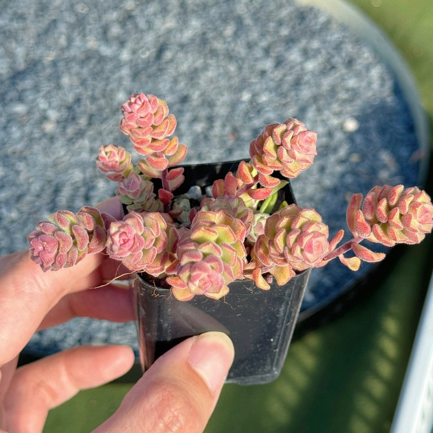 sedum versadense pink succulent Sedum Versadense Succulent Plant