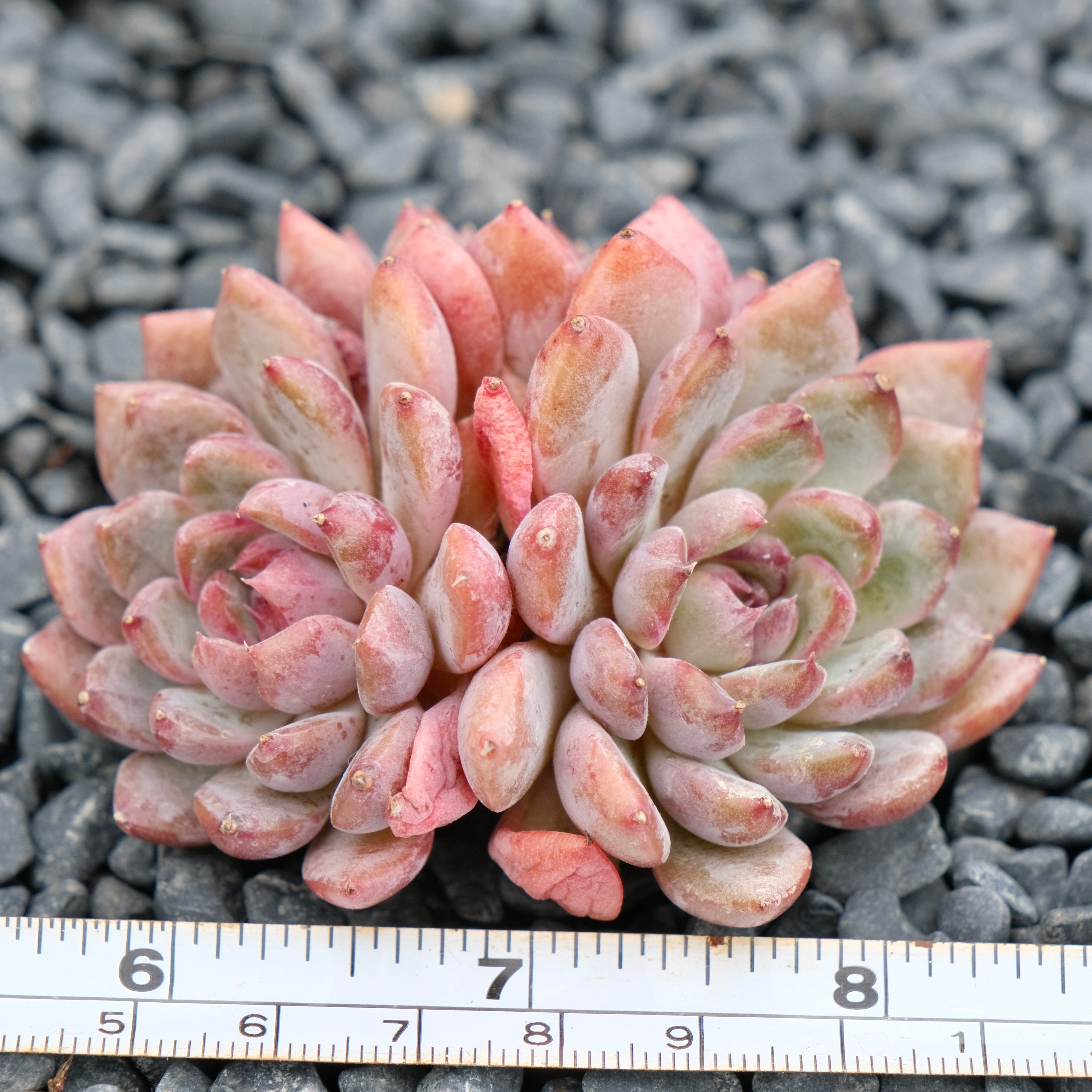 Echeveria Black Mamba Imported Succulent Plant