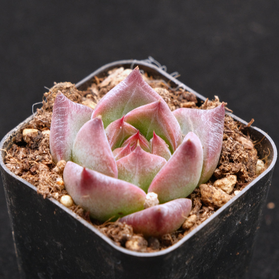 Echeveria Pink Champaign x Colorata Korean Succulent Plant