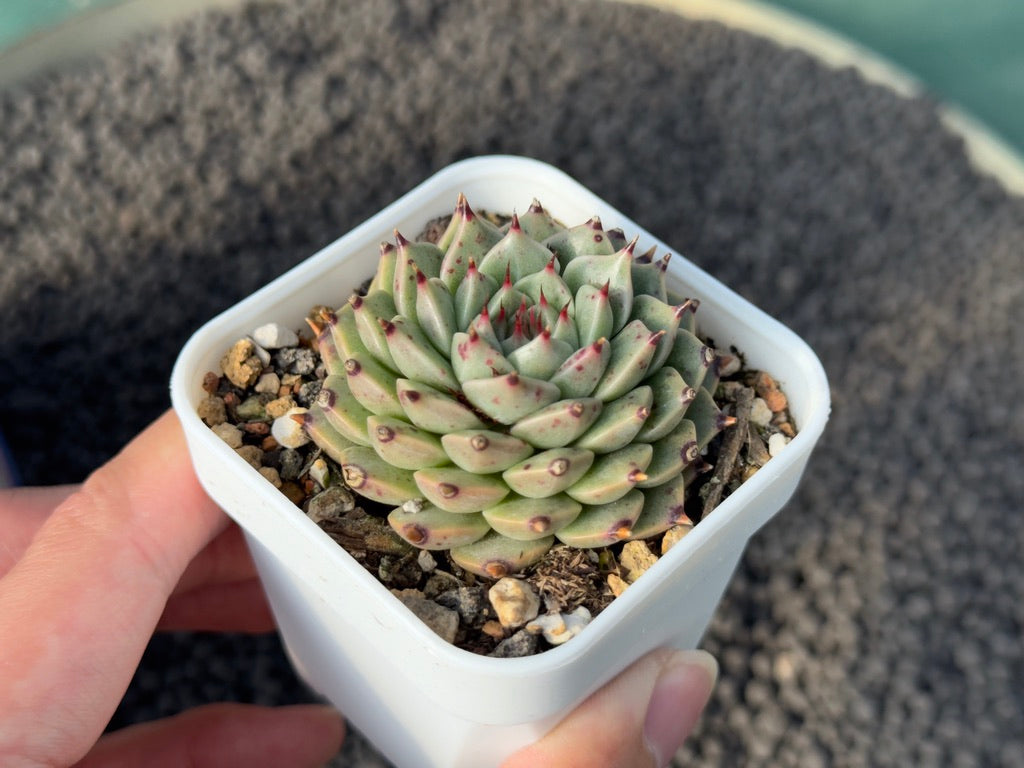 Echeveria Lily Shu Shu Korean Succulent Plant Mam & Sister Hybrid