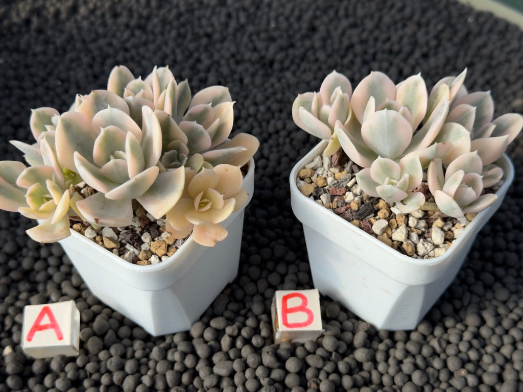 Variegated Echeveria Runyonii Succulent Plant