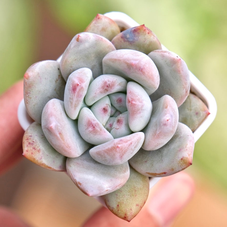 Echeveria Monroe Korean Succulent Plant