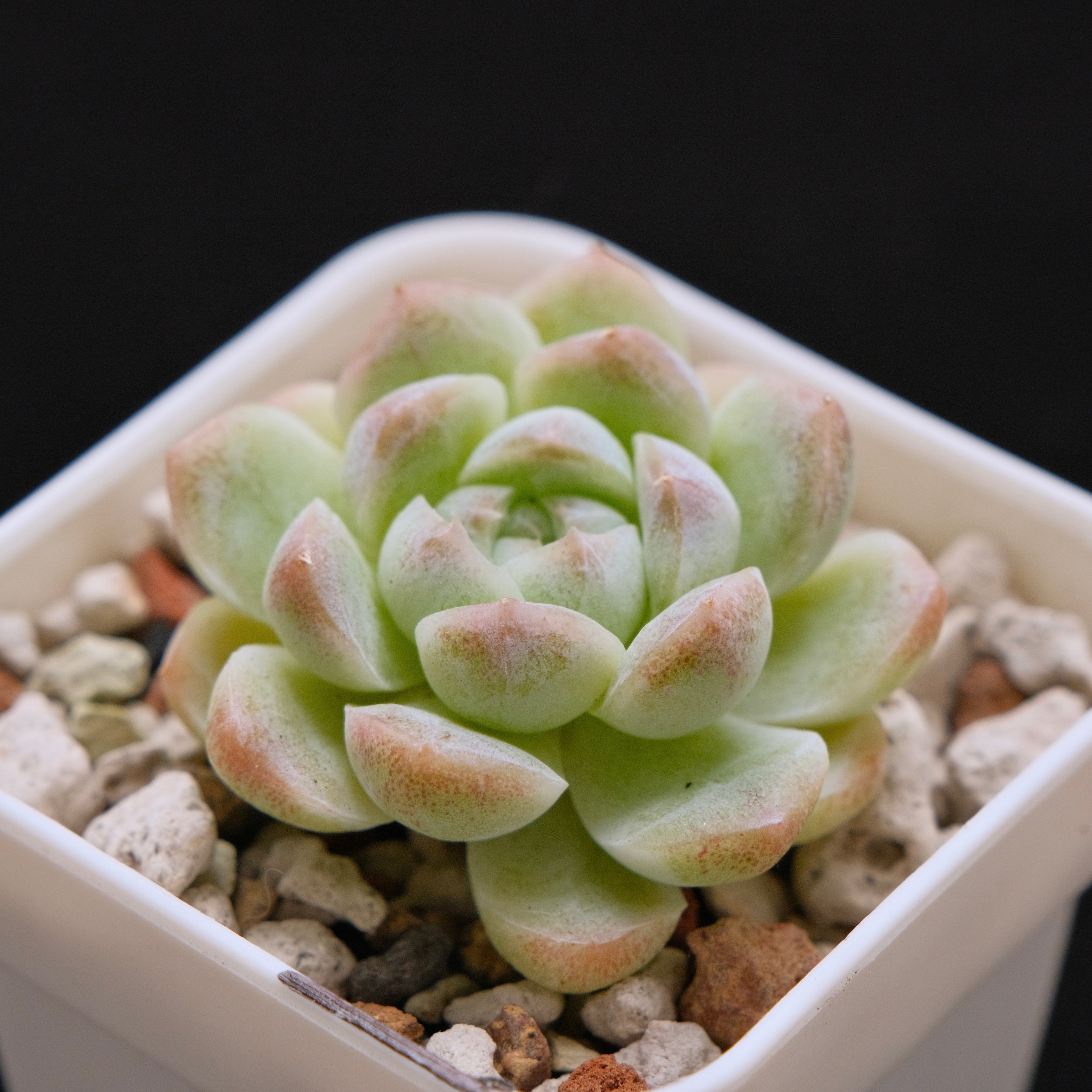 Echeveria hybrid imported Succulent Plant