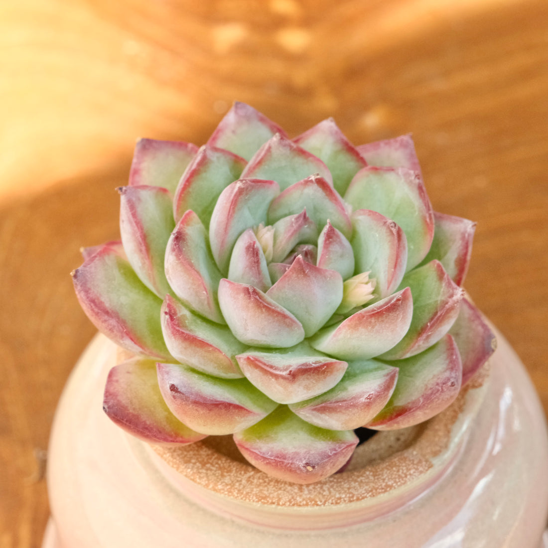 Echeveria LinLin Korean Succulent Plant Mam and Sister hybrid
