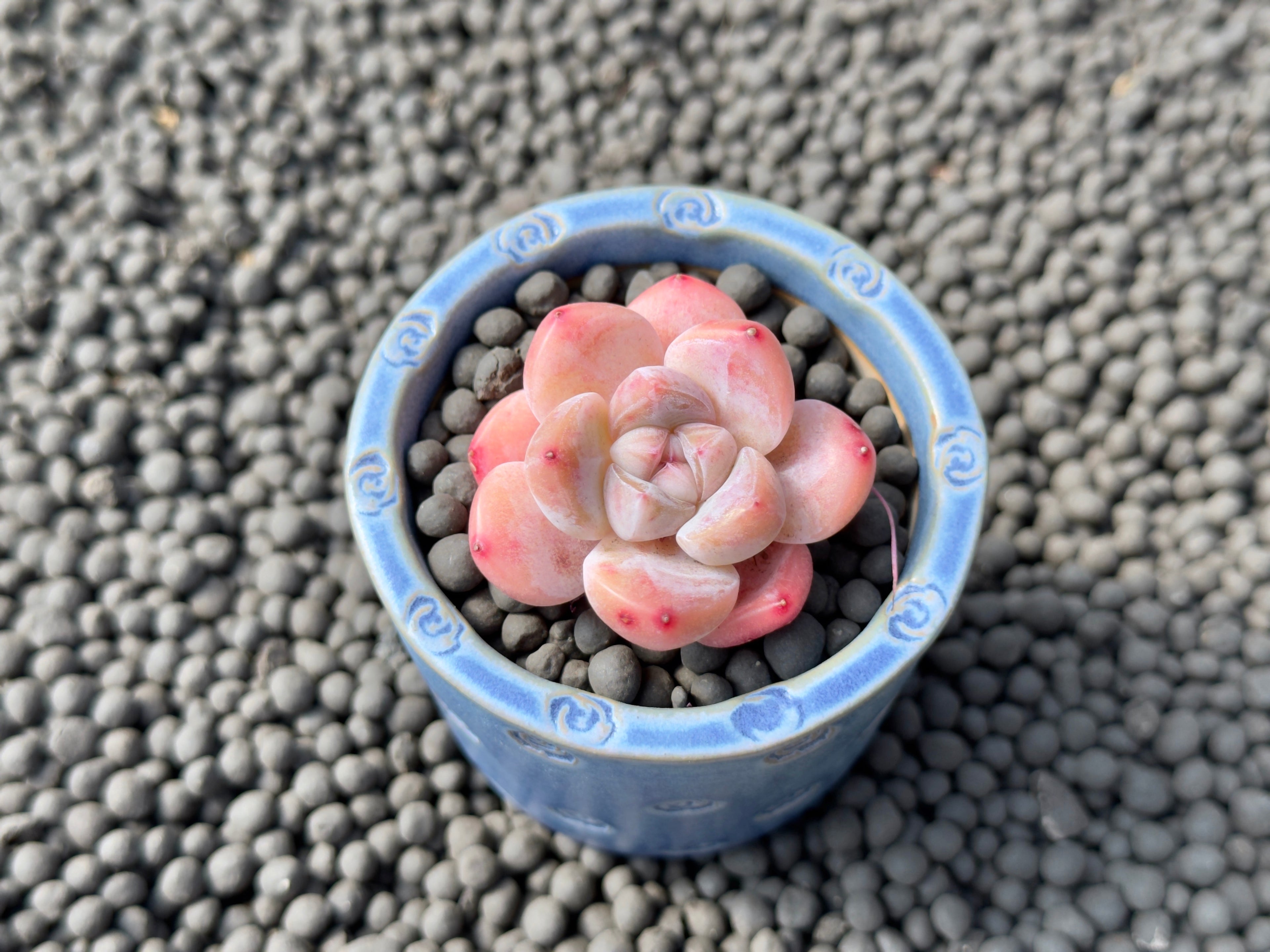 Echeveria Yuha Imported Succulent Plant