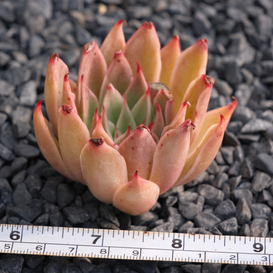 Echeveria Day Star Korean Succulent Plant Rare Hwaga hybrid (discounted)