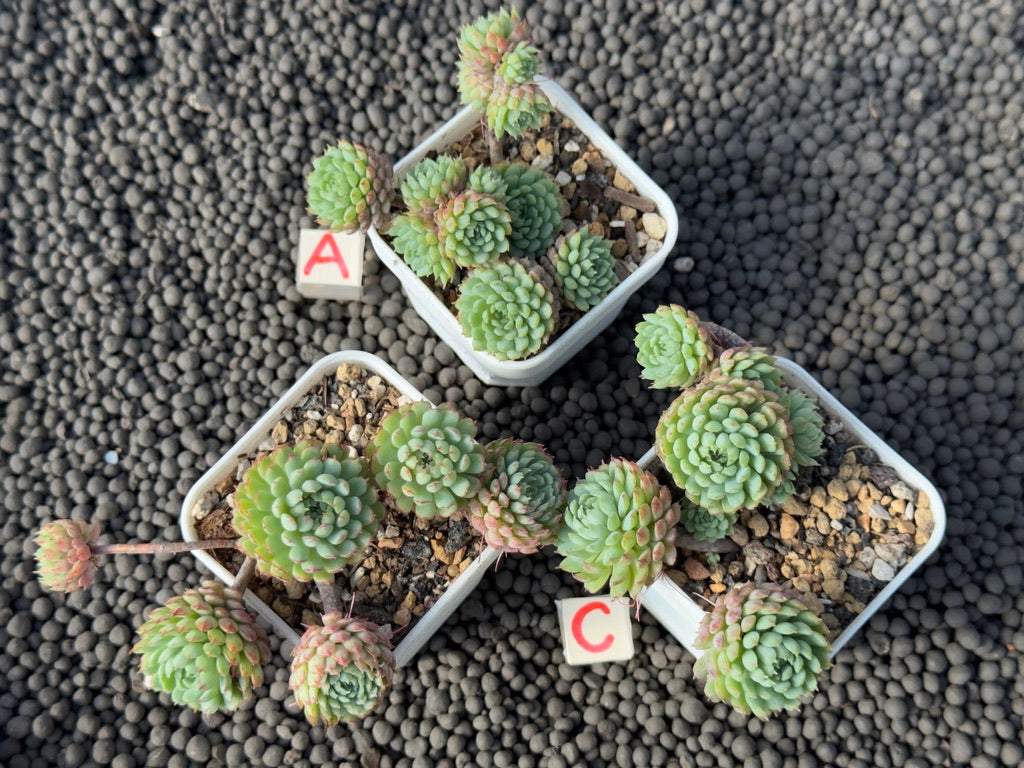 Echeveria Vincent Catto Imported Succulent Plant