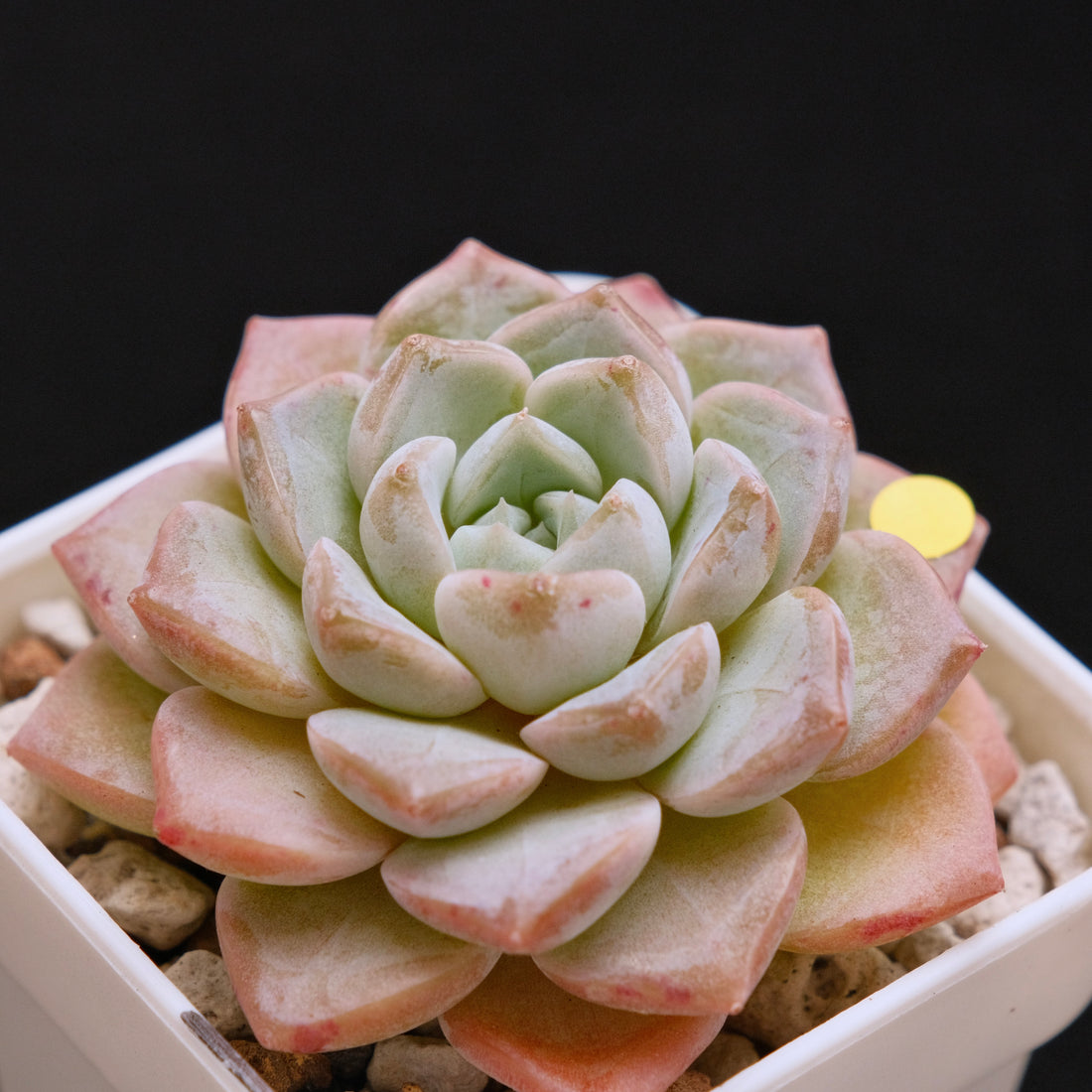Echeveria Pink Spot Korean Succulent Plant
