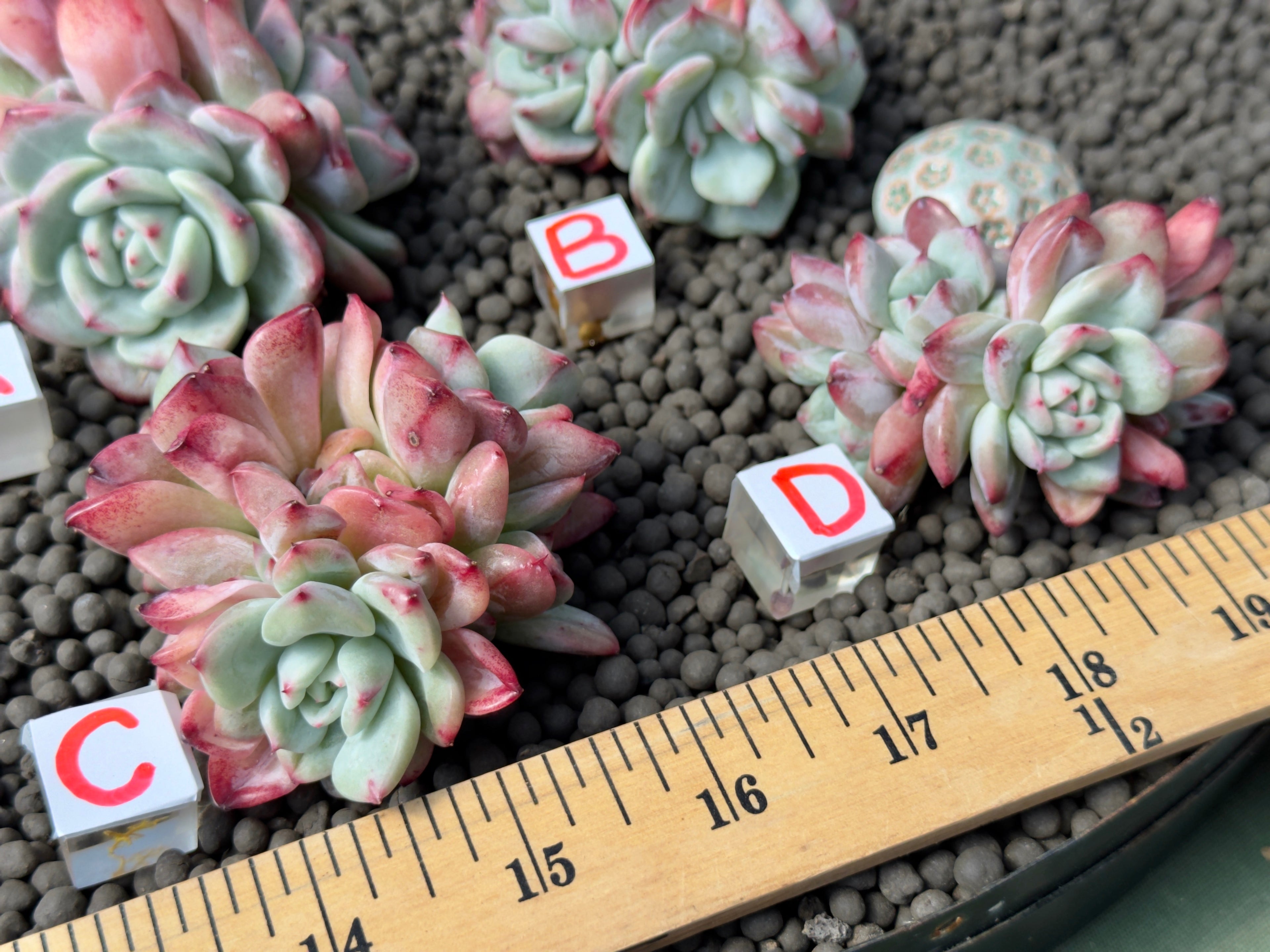 Echeveria Shine Bright Imported Succulent Plant