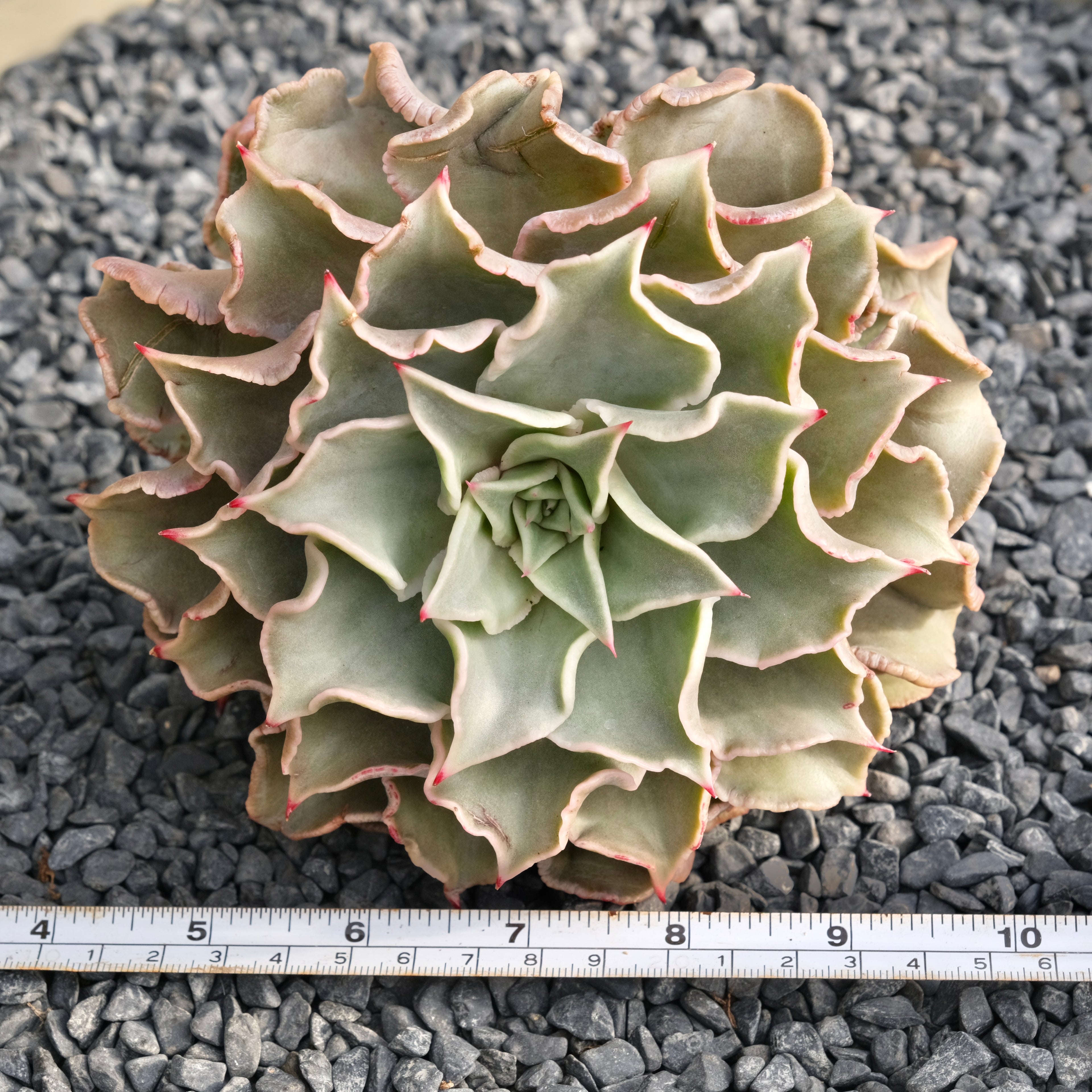 Huge Echeveria Madiba Korean Succulent Plant