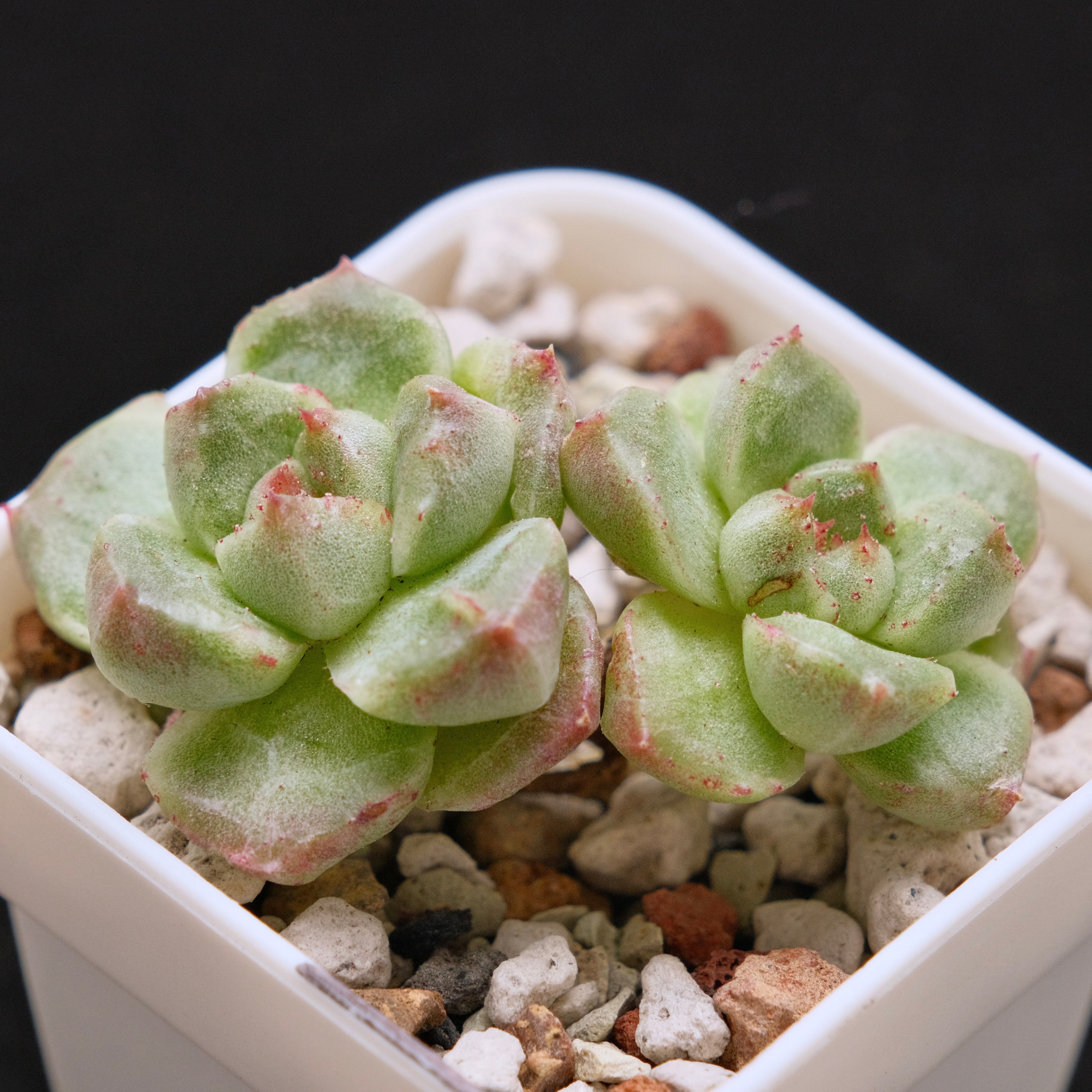Monstrose Echeveria Gremlin Korean Succulent Plant