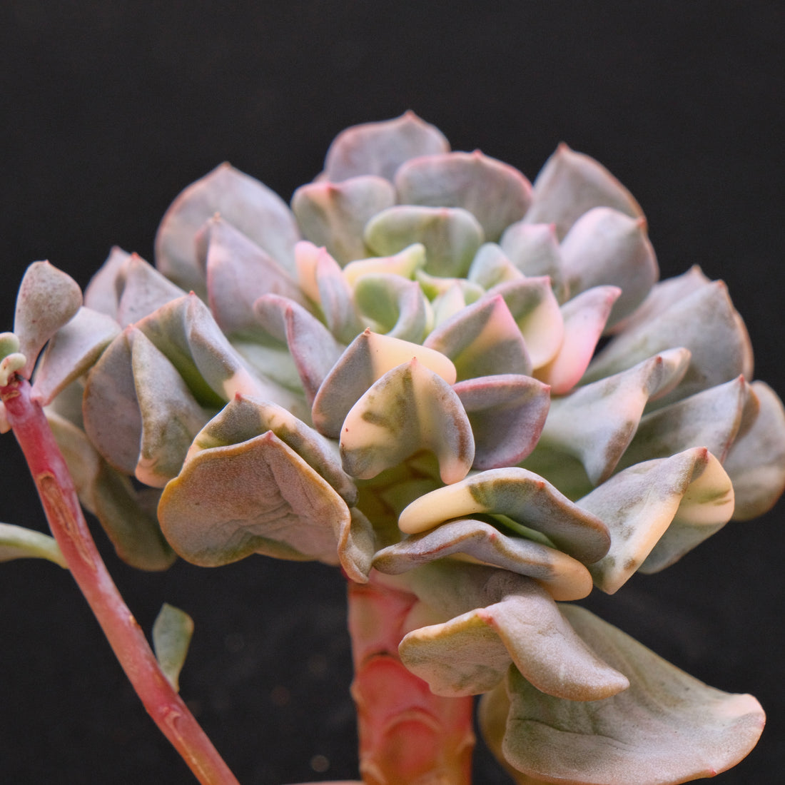 Variegated Echeveria Cubic Frost Korean Succulent Plant 雪精灵锦