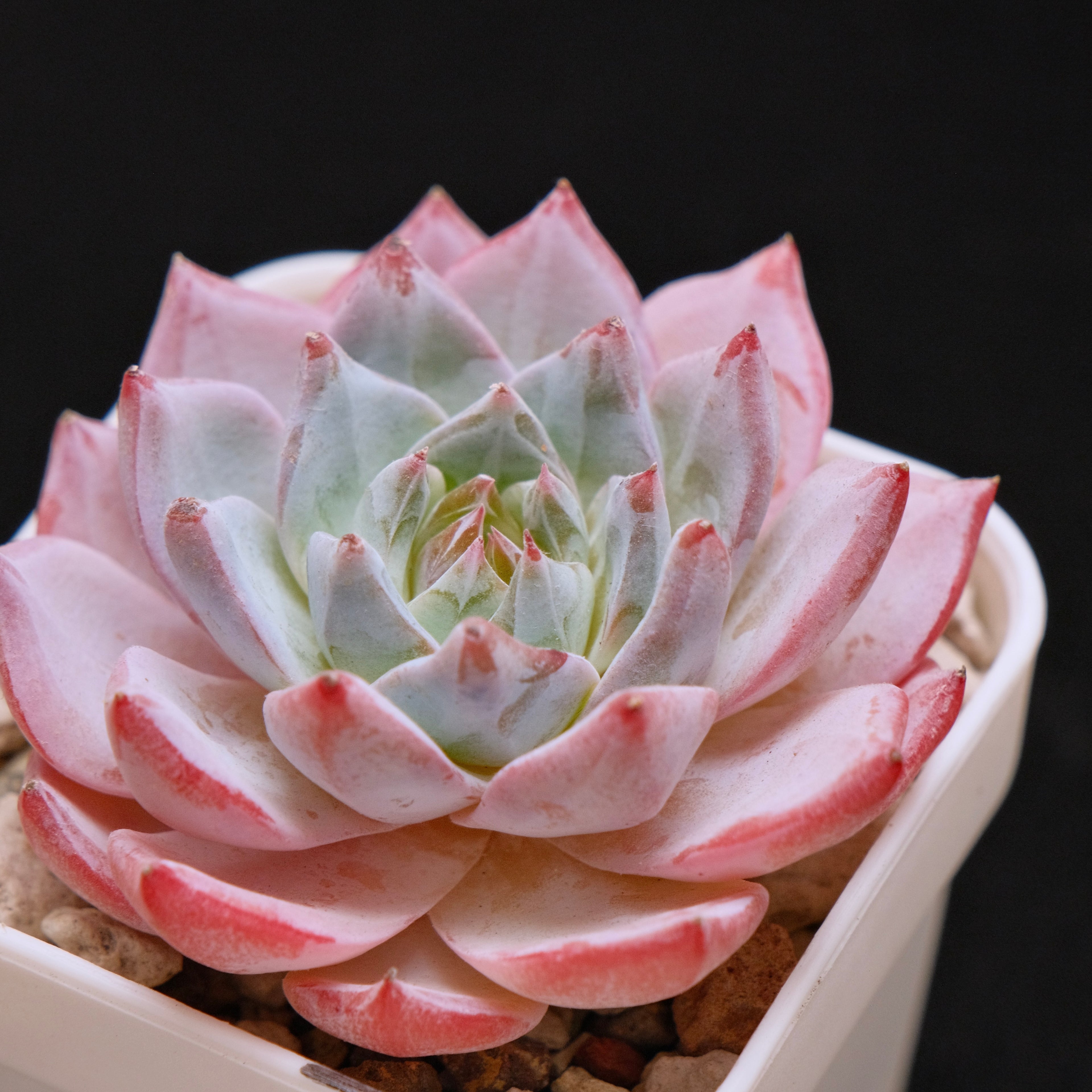 Echeveria Blue Bird Korean Succulent Plant