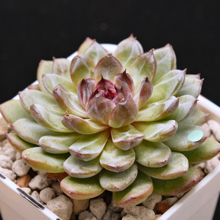 Echeveria Gem Stone Korean Succulent Plant