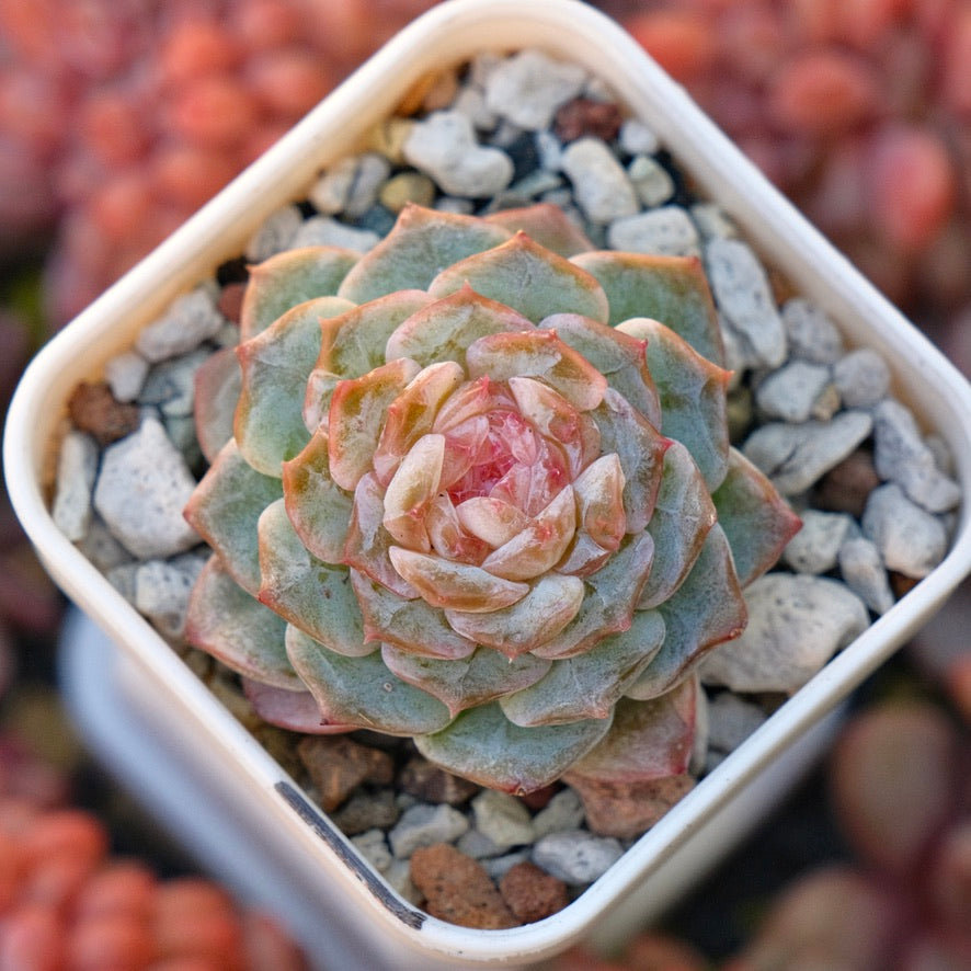 Echeveria Pink Jenny Korean Succulent Plant