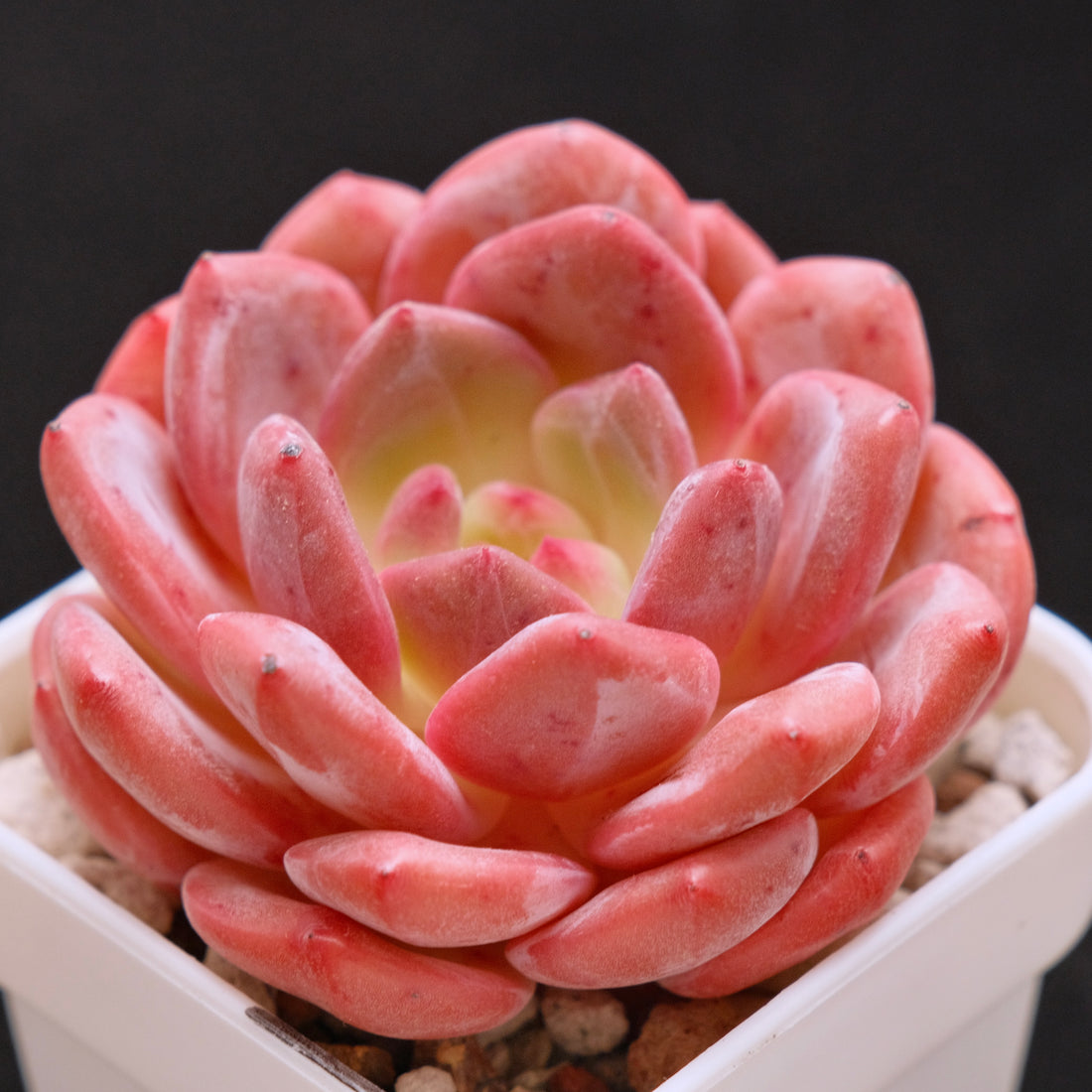 Echeveria Ariel Korean Succulent Plant