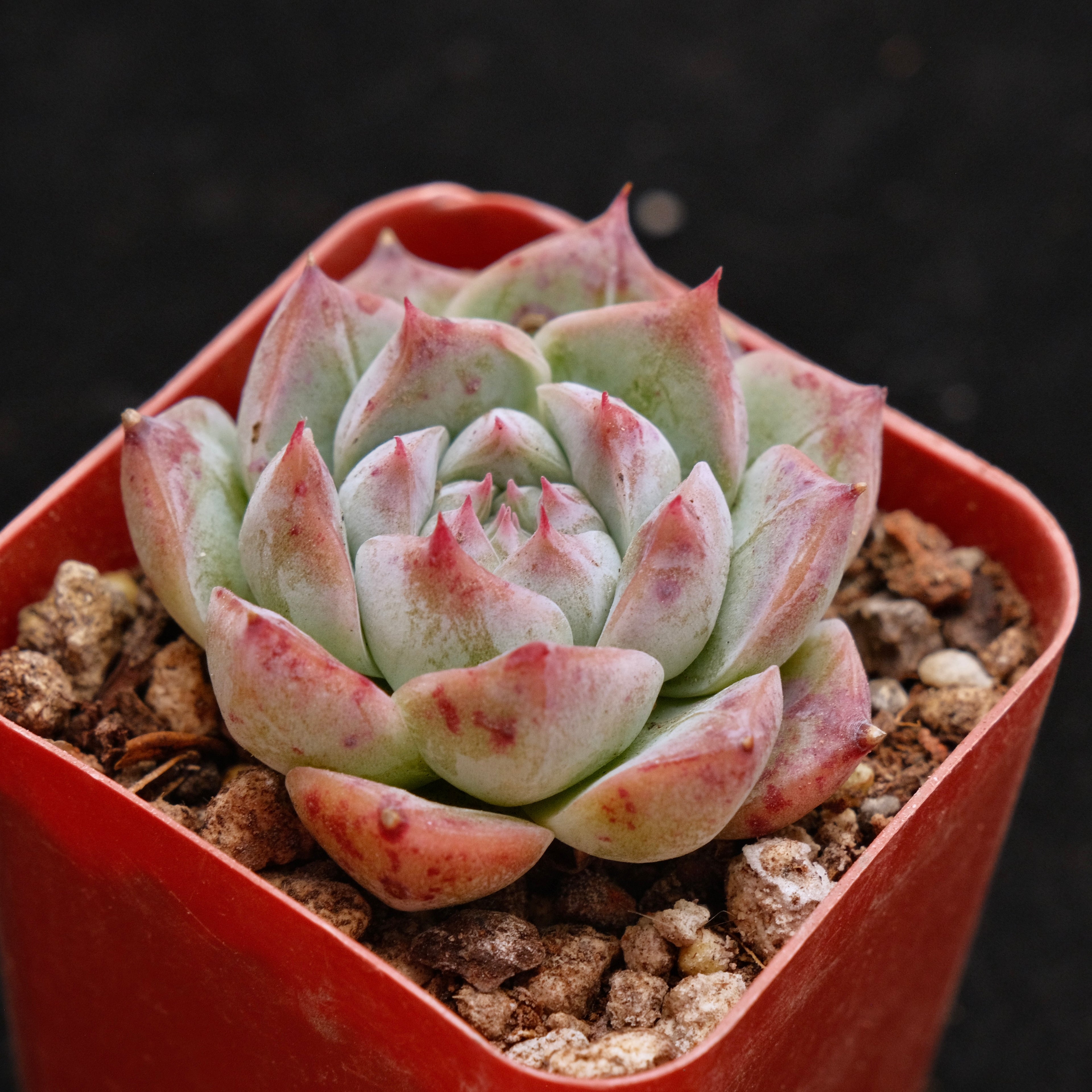 Echeveria Royal Star Korean Succulent Plant