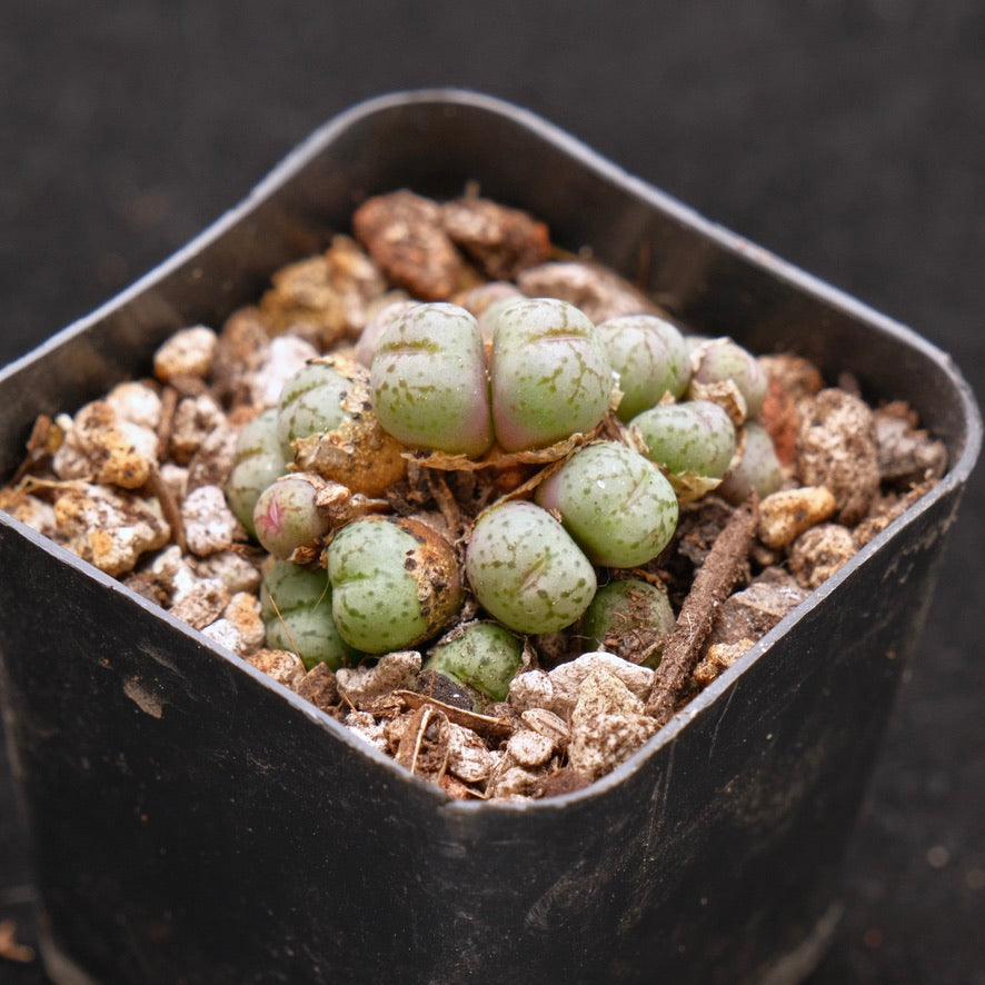 Conophytum sp Korean Succulent Plant