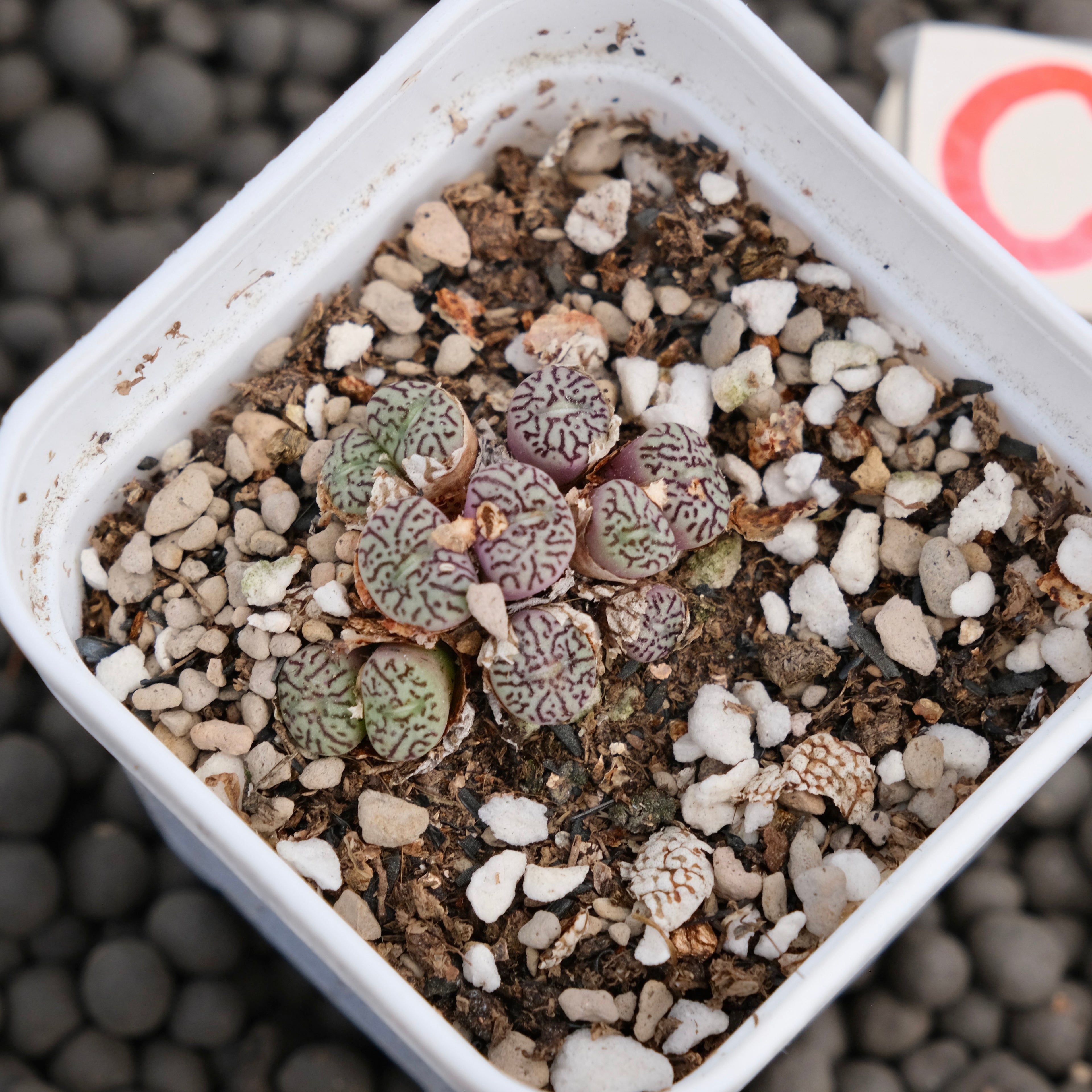 Conophytum minimum wittebergense Imported Succulent Plant