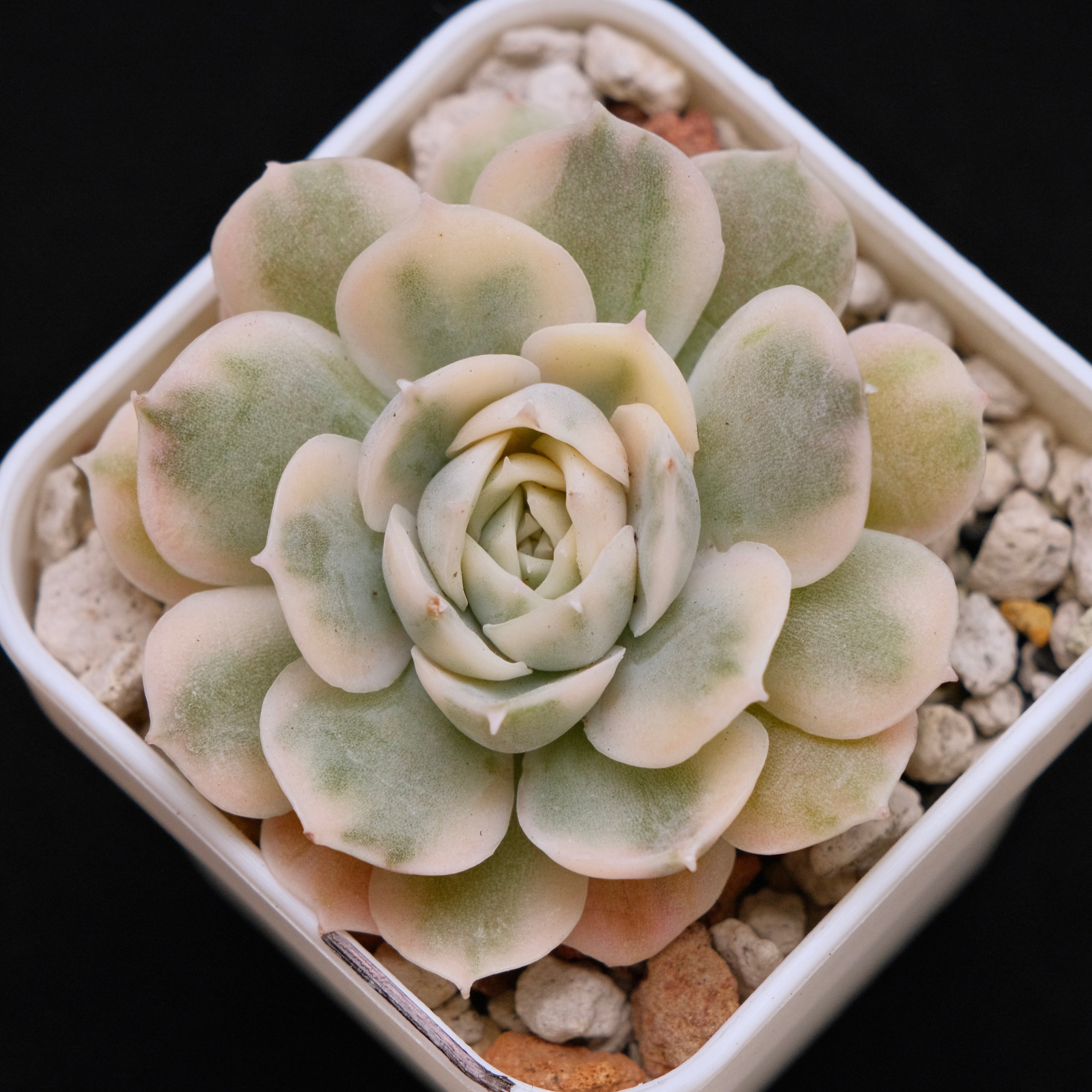 Variegated Echeveria Onslow Imported Succulent Plant