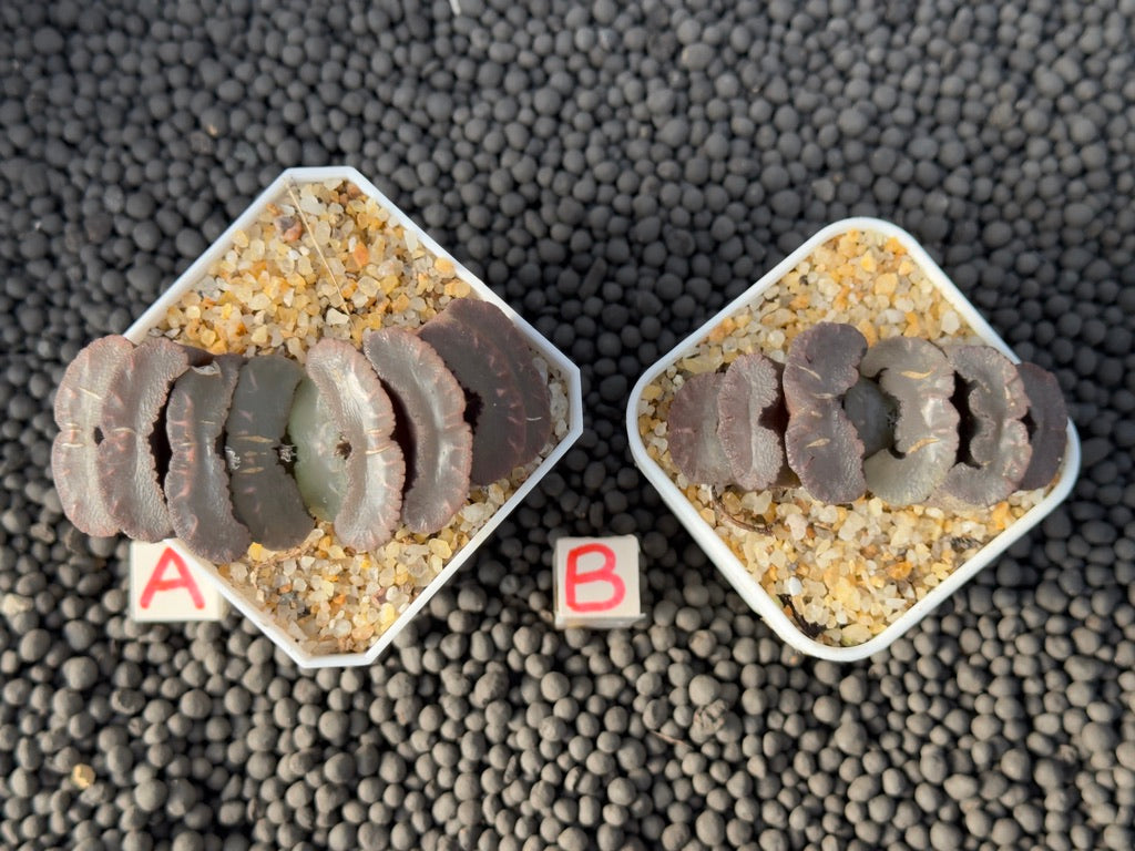 Haworthia truncata Imported Succulent Plant