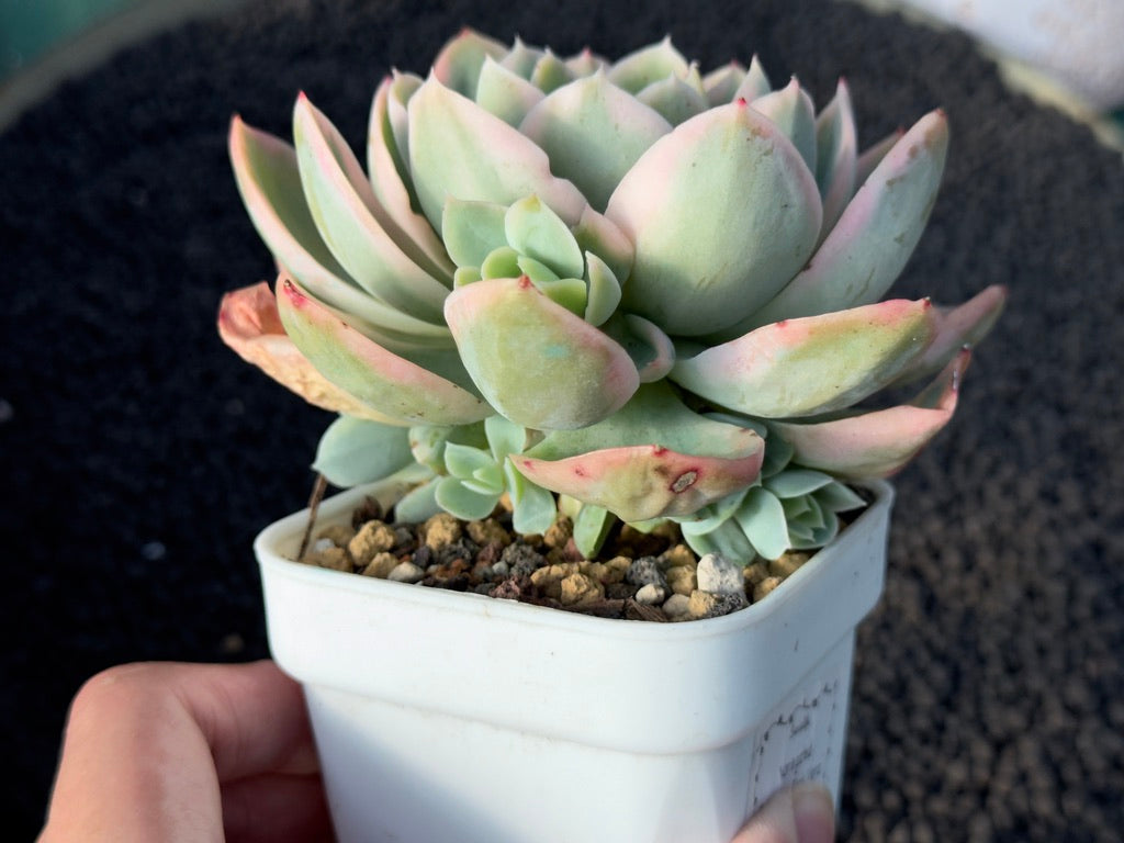 Variegated Echeveria Pink Vera Korean Succulent Plant