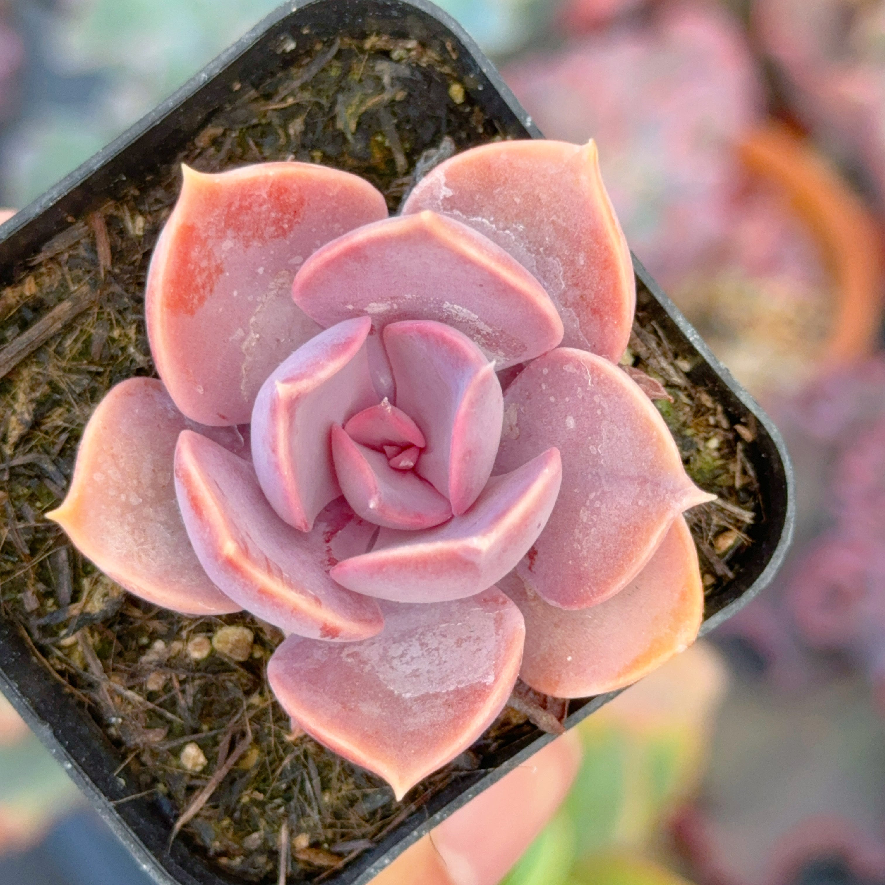 Echeveria Purple Perle Succulent Plant