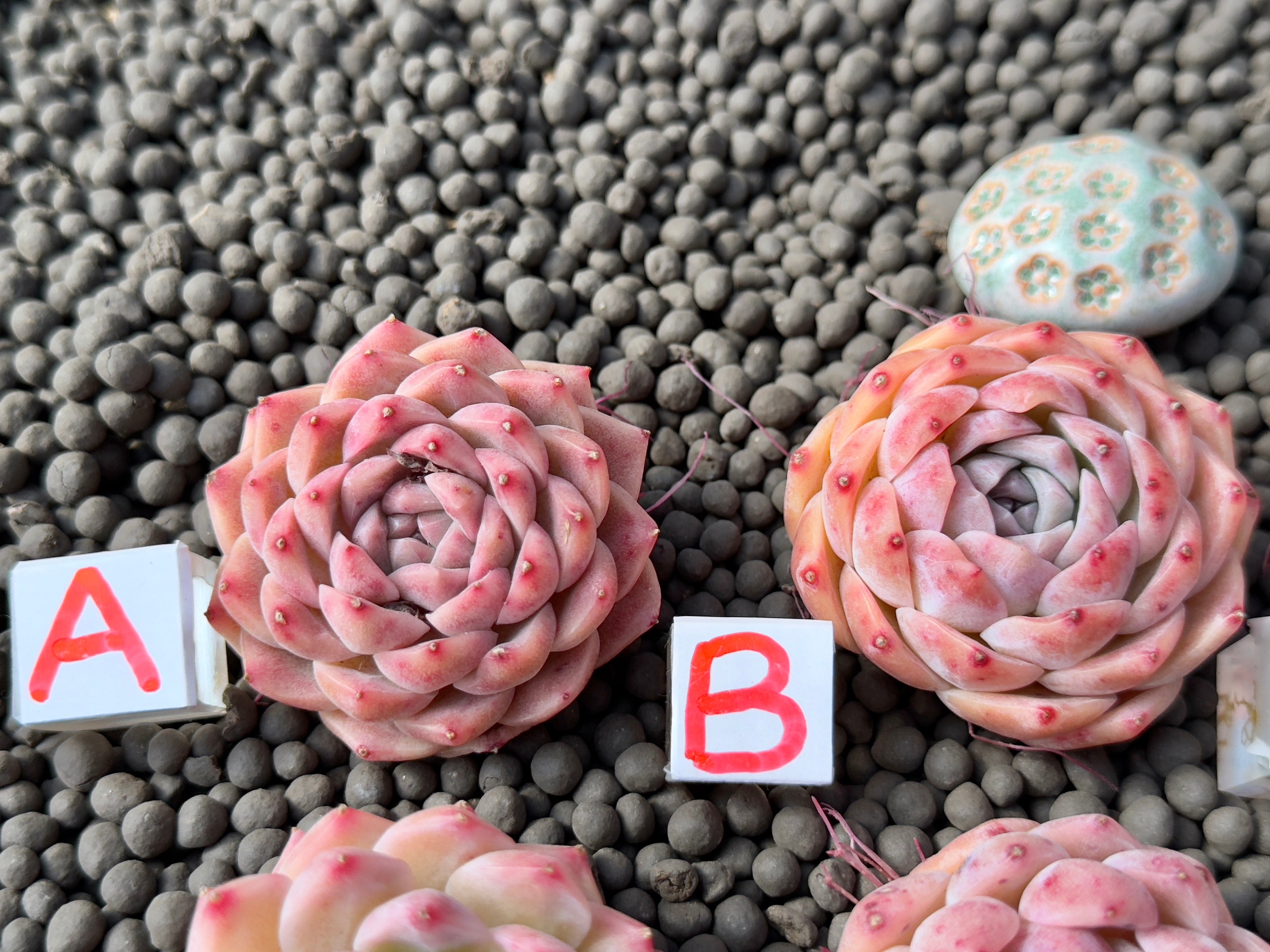 Echeveria Pink Lina Imported Succulent Plant