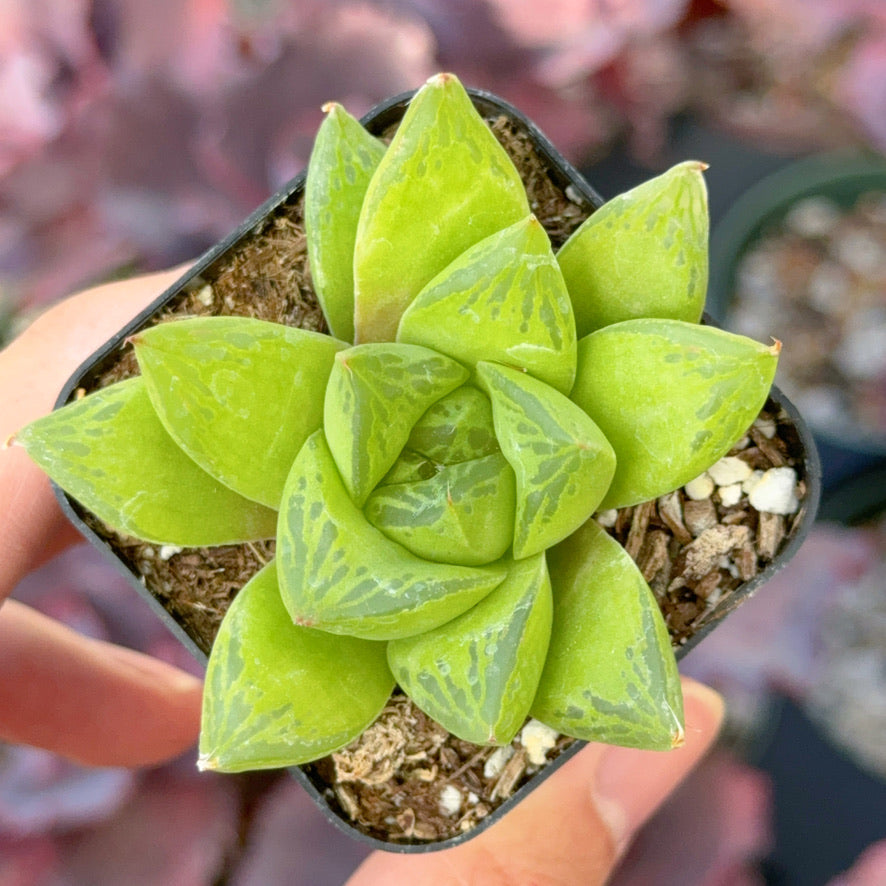 Haworthia cuspidata Succulent Plant