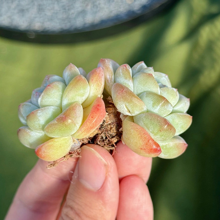 Echeveria Ice Green Succulent Plant B